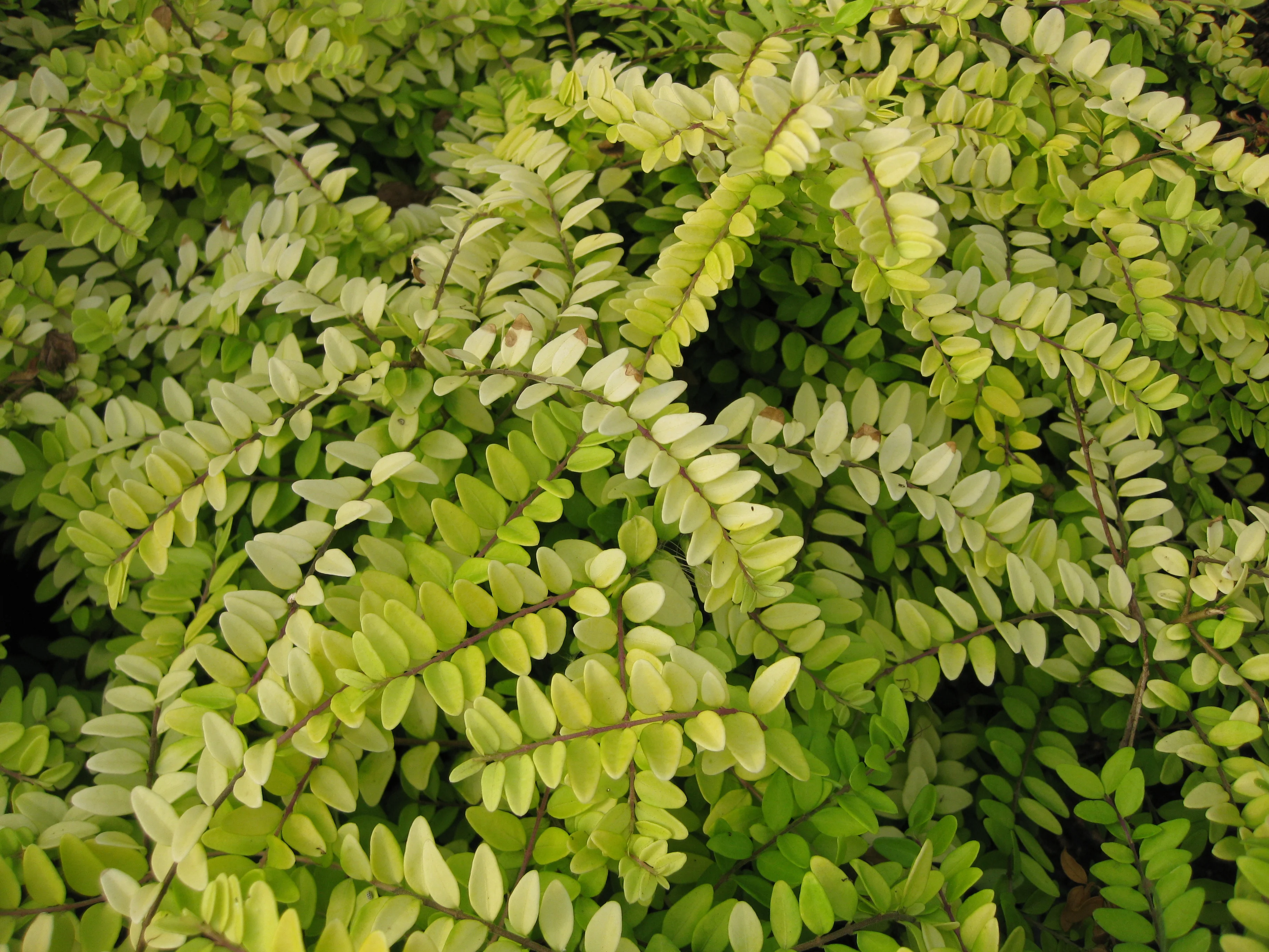 *RETAIL - Lonicera nitida 'Briloni'