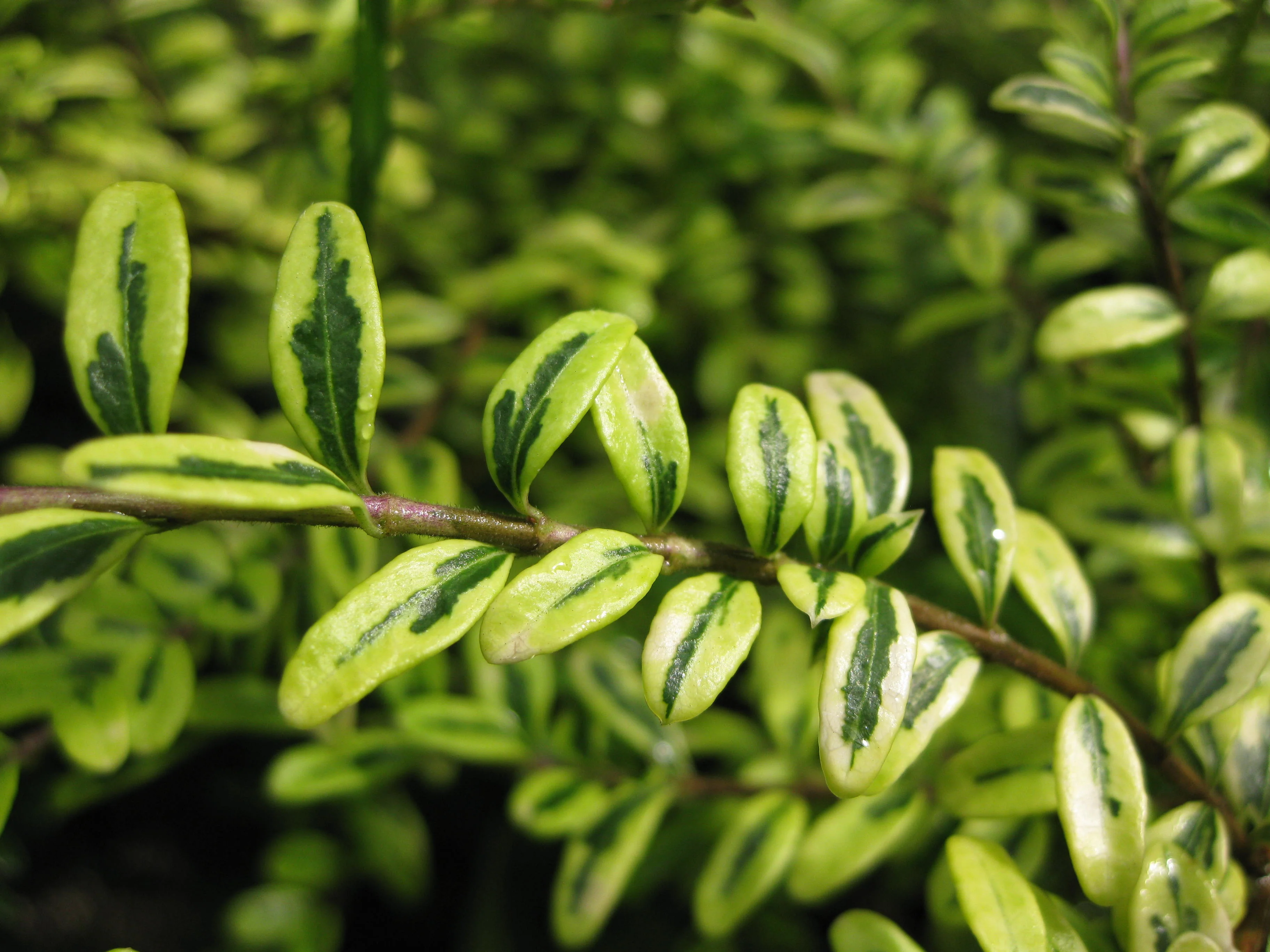 *RETAIL - Lonicera nitida 'Lemon Beauty' - Image 2