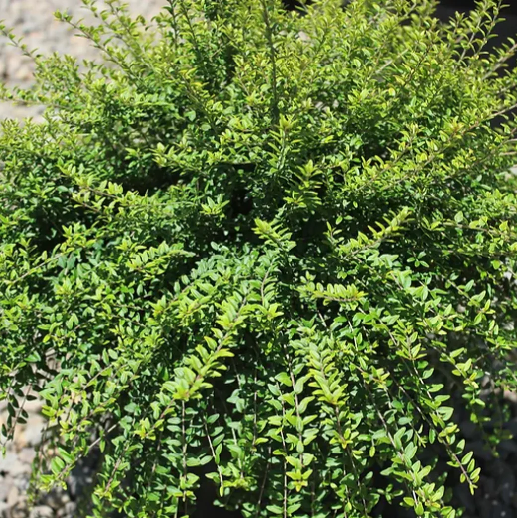 Lonicera nitida 'Twiggy'