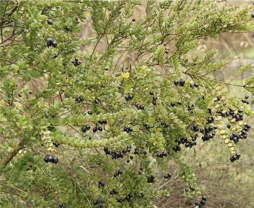 Luma apiculata - Image 2