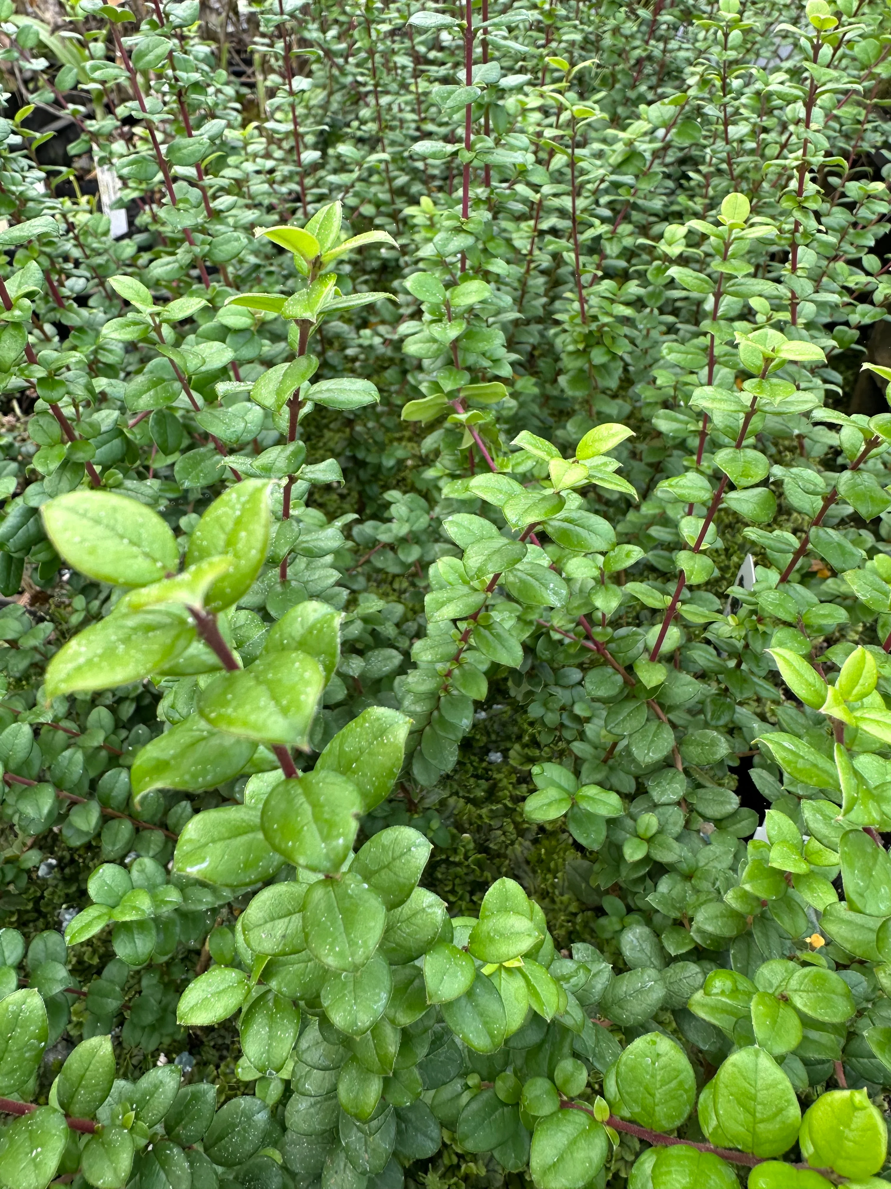 Luma apiculata - Image 3