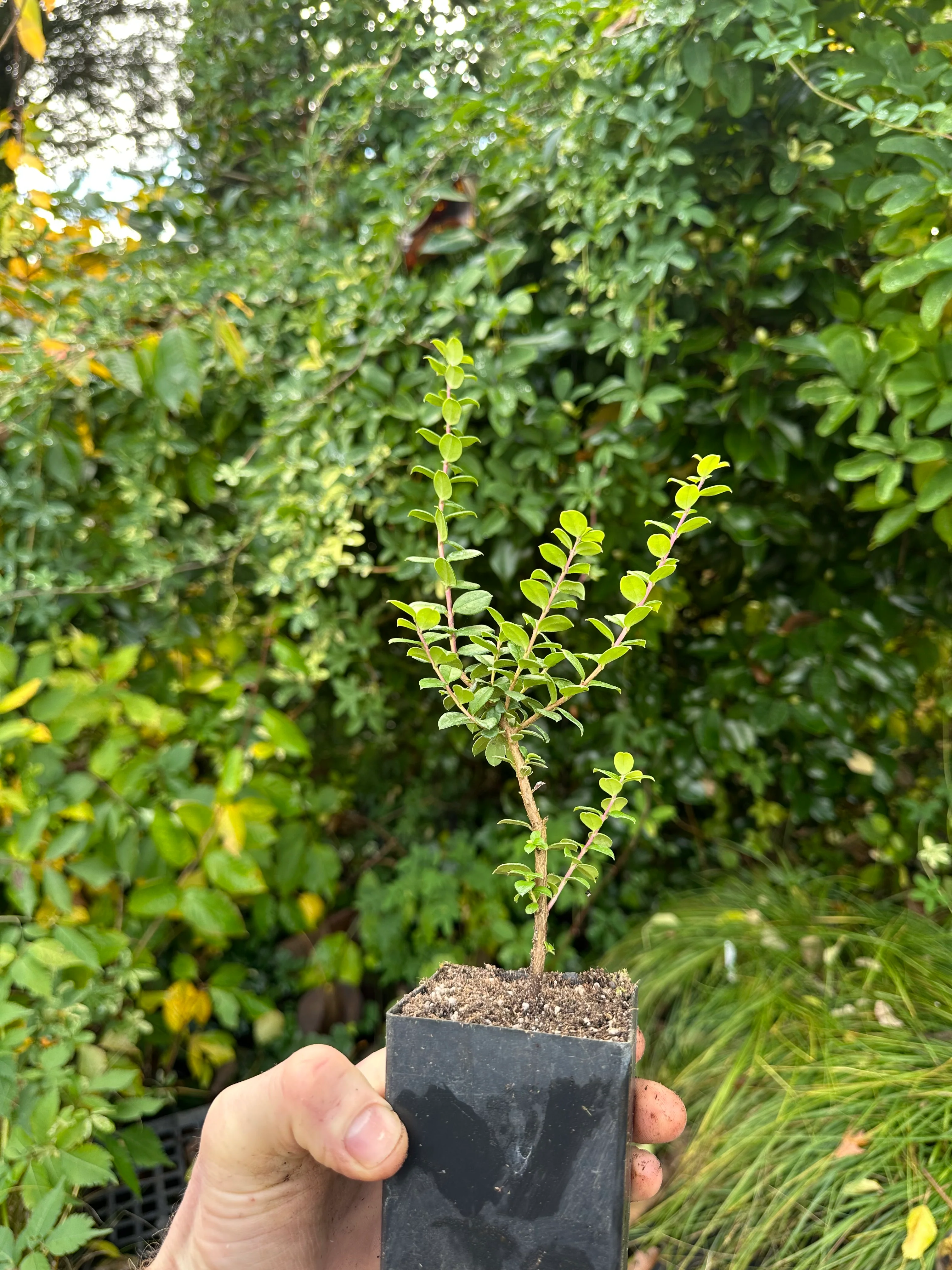 Luma apiculata - Image 4