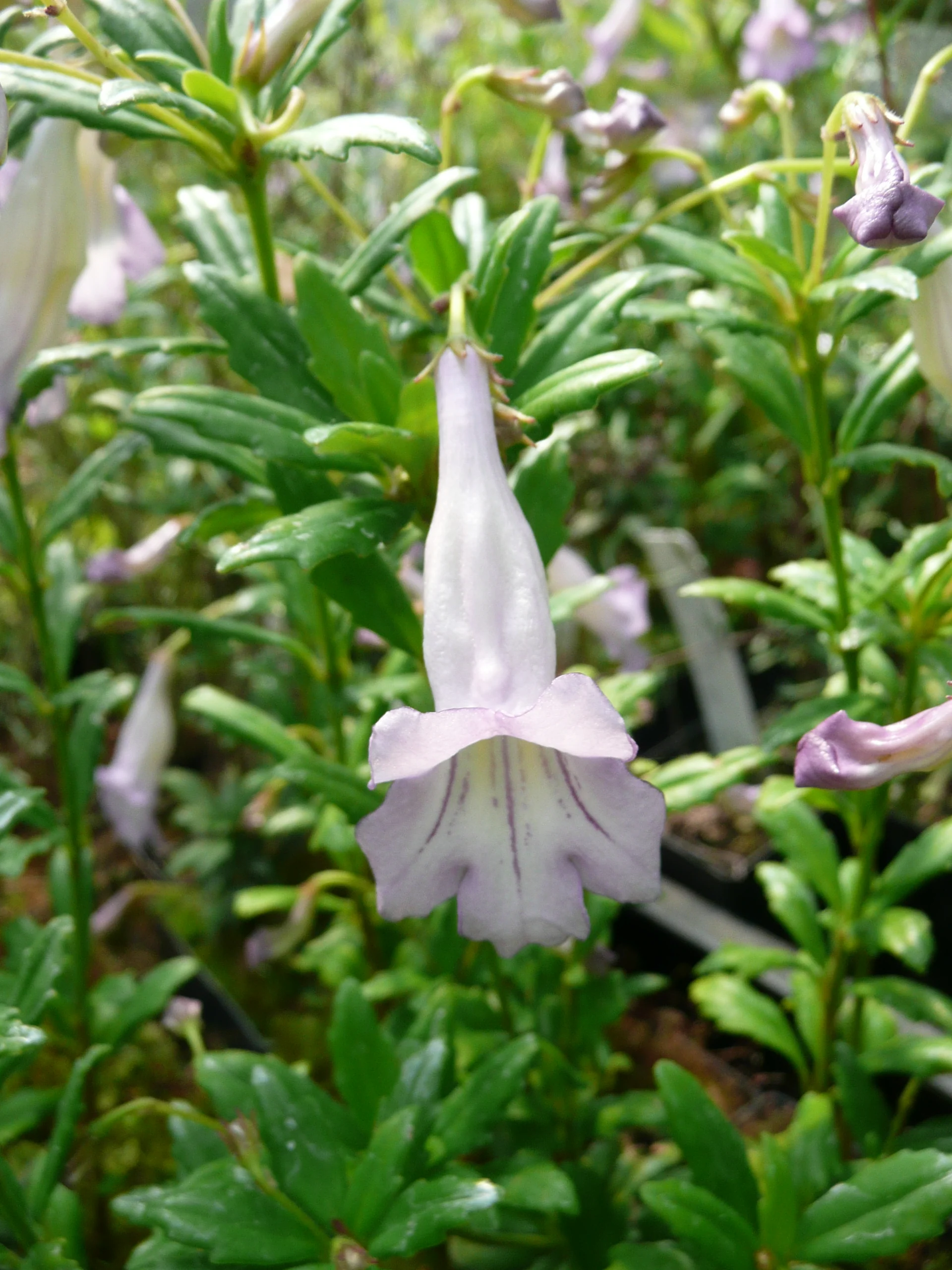 *RETAIL - Lysionotus pauciflorus