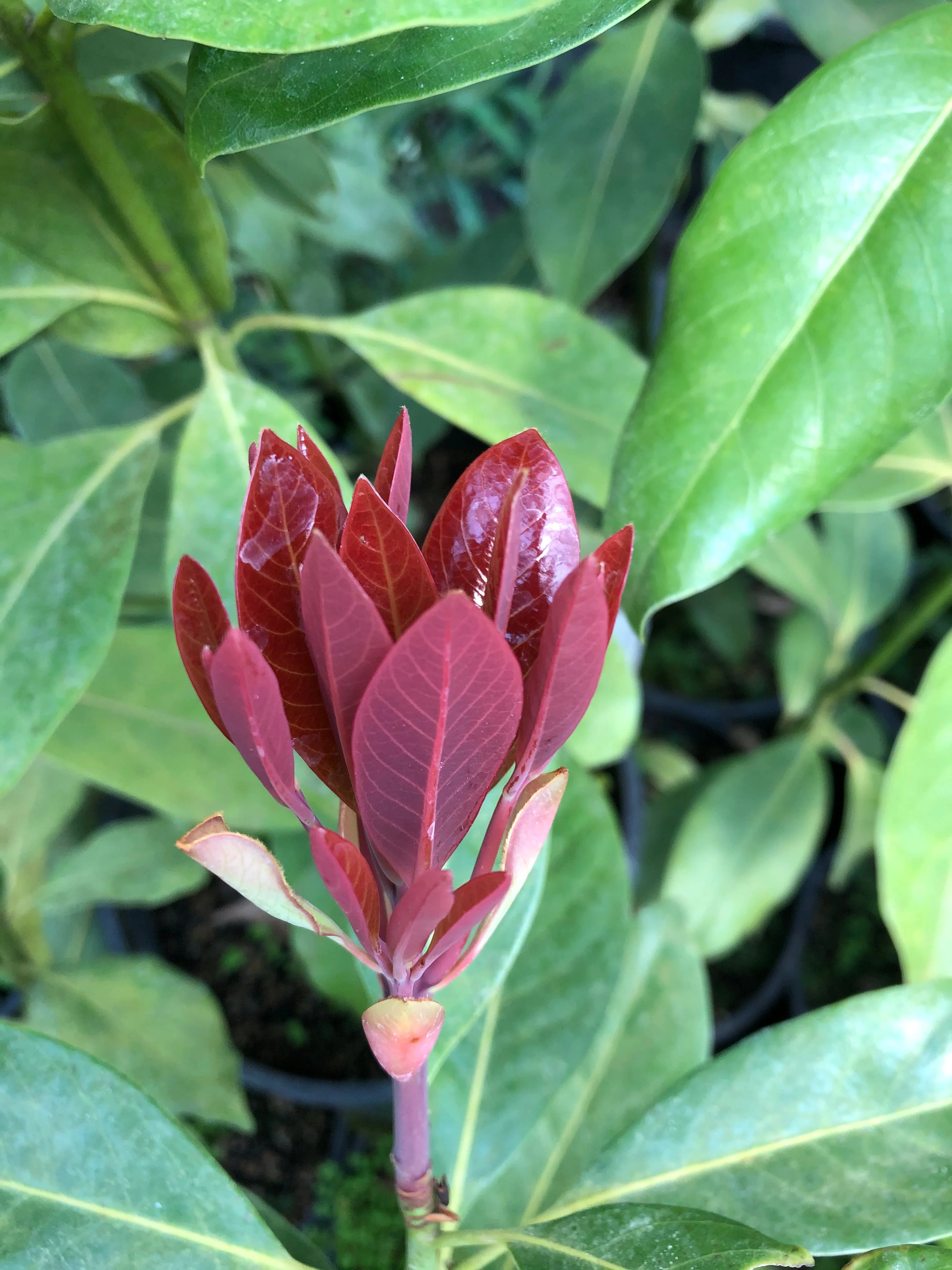 Machilus thunbergii - Image 3