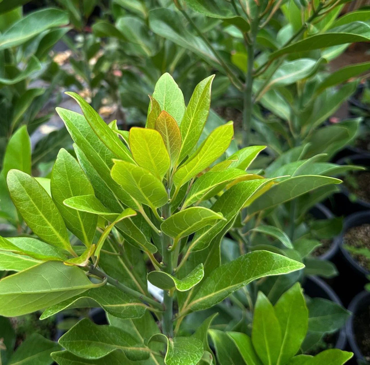 Machilus thunbergii - Image 4