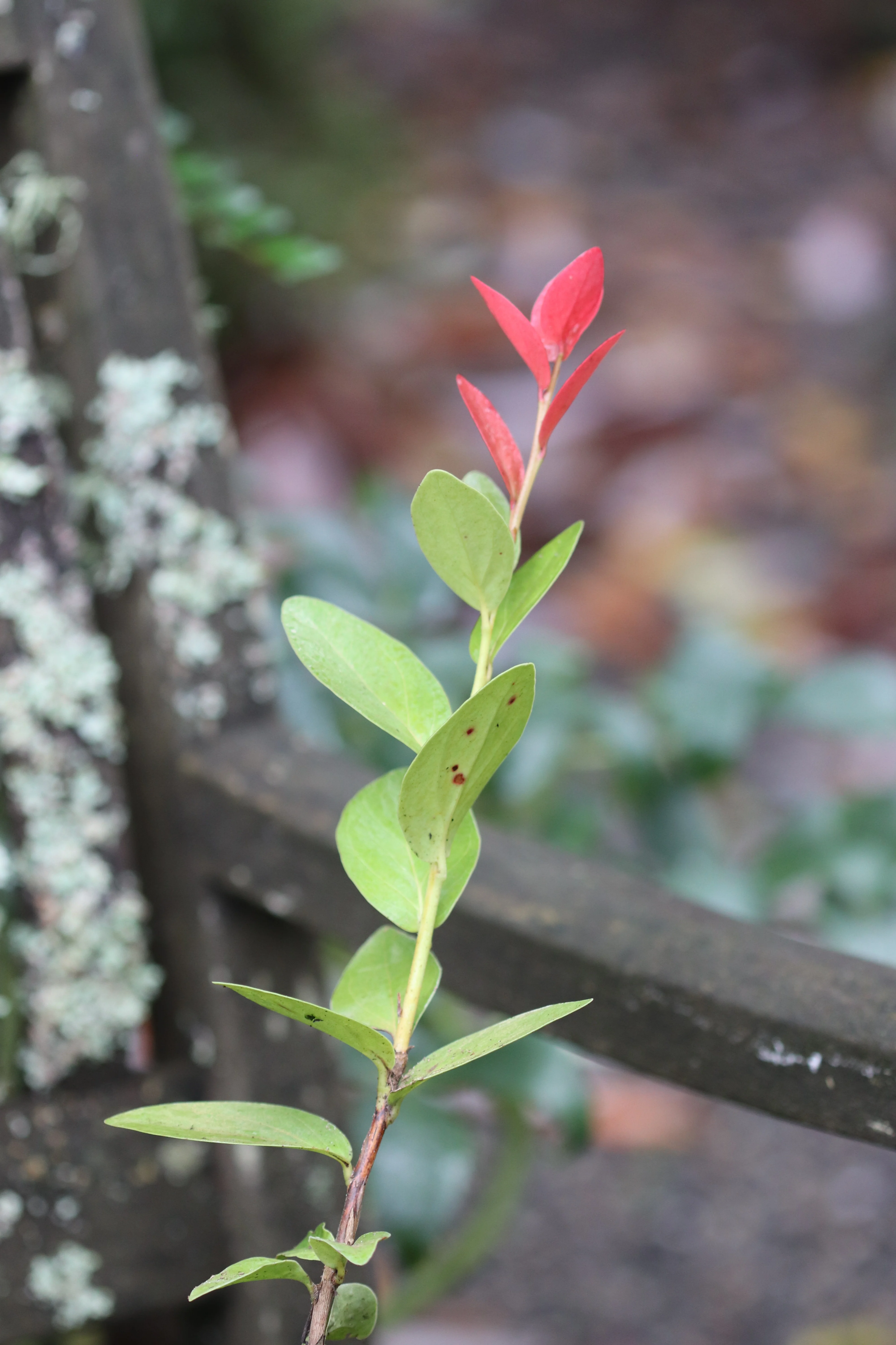 Macleania insignis