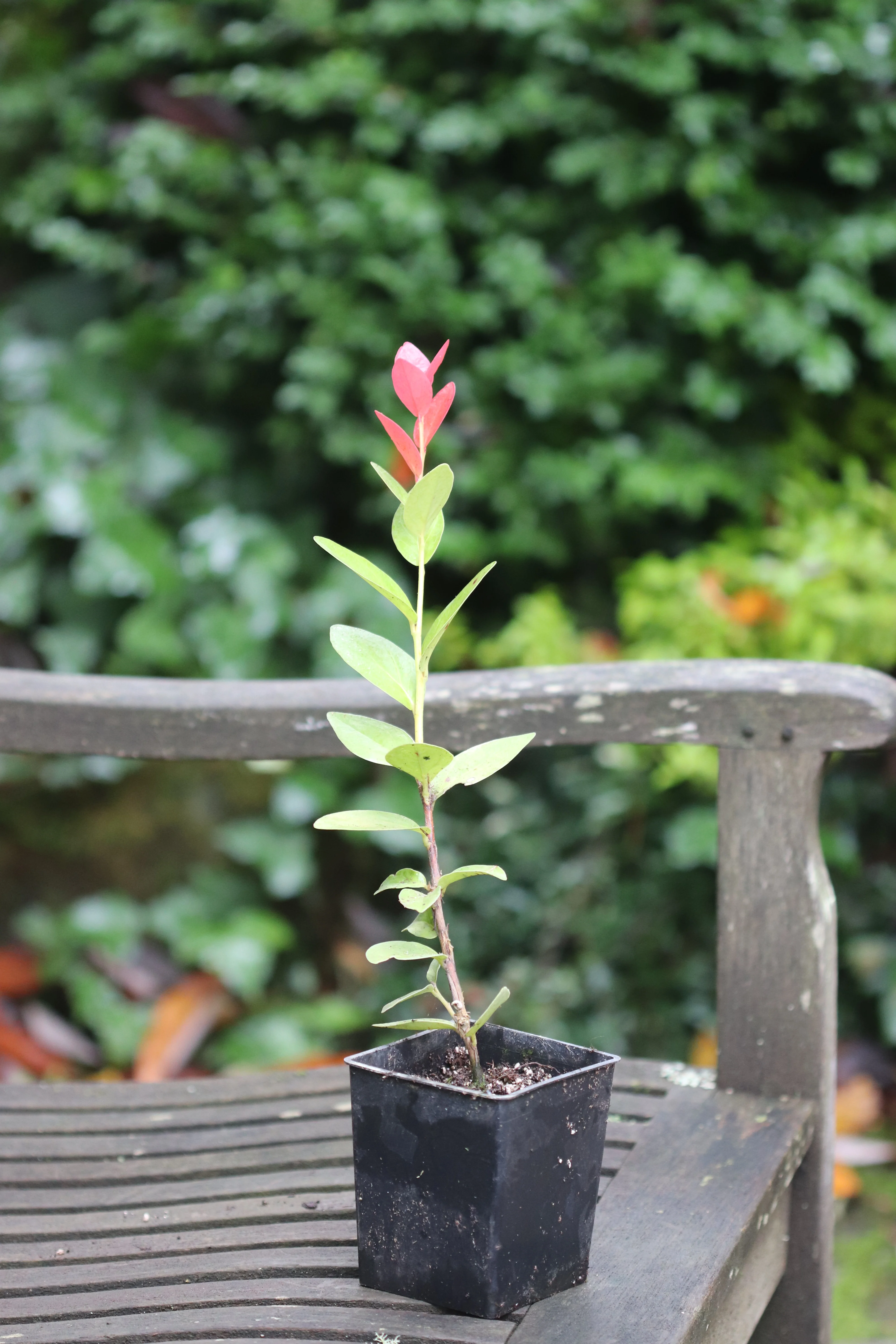 Macleania insignis - Image 2