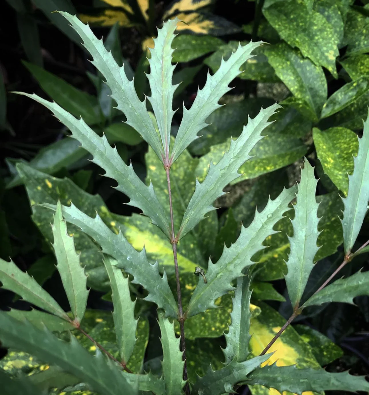 *RETAIL - Mahonia fortunei 'Curlyque' - Image 3