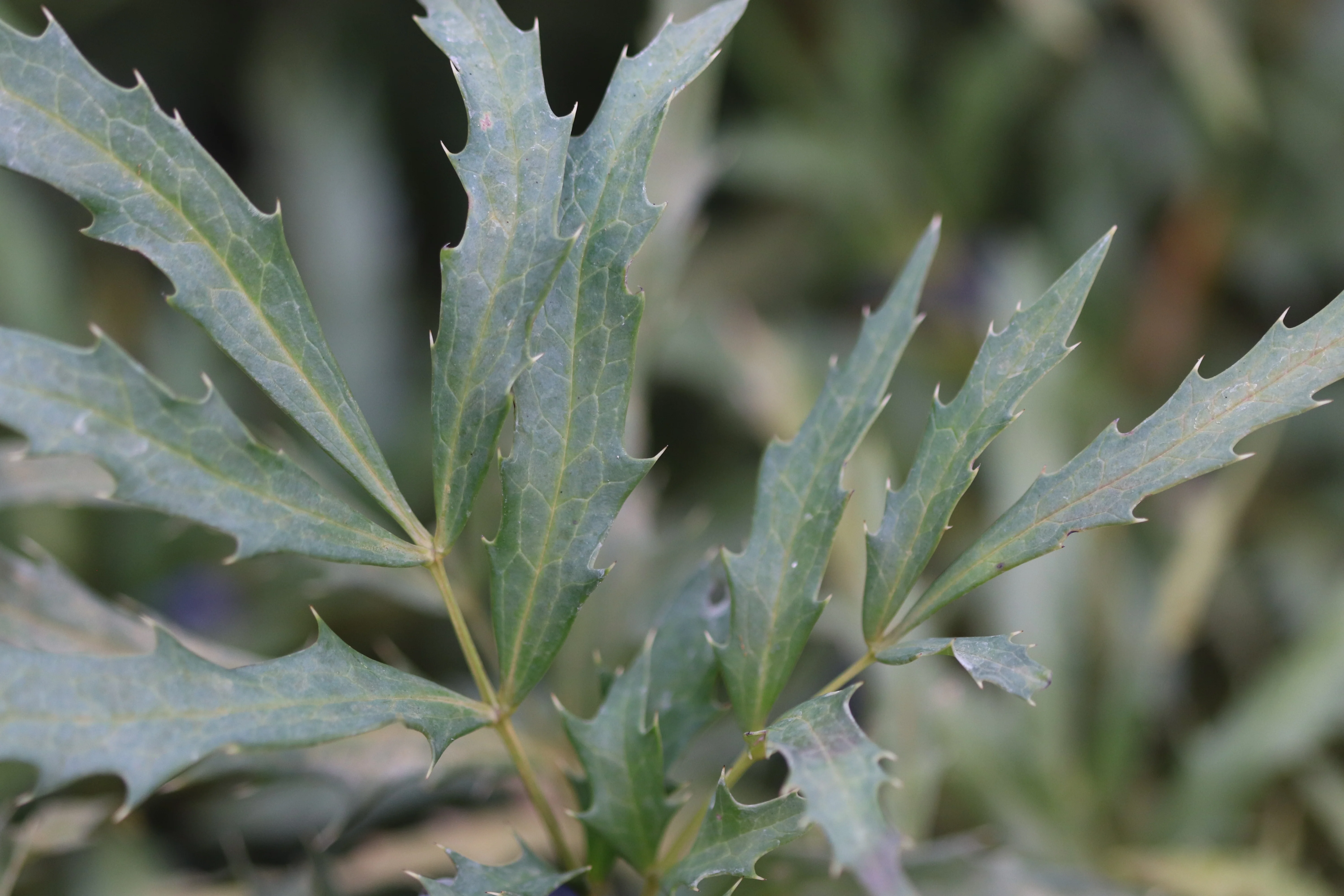 Mahonia fortunei [DJHC] - Image 3