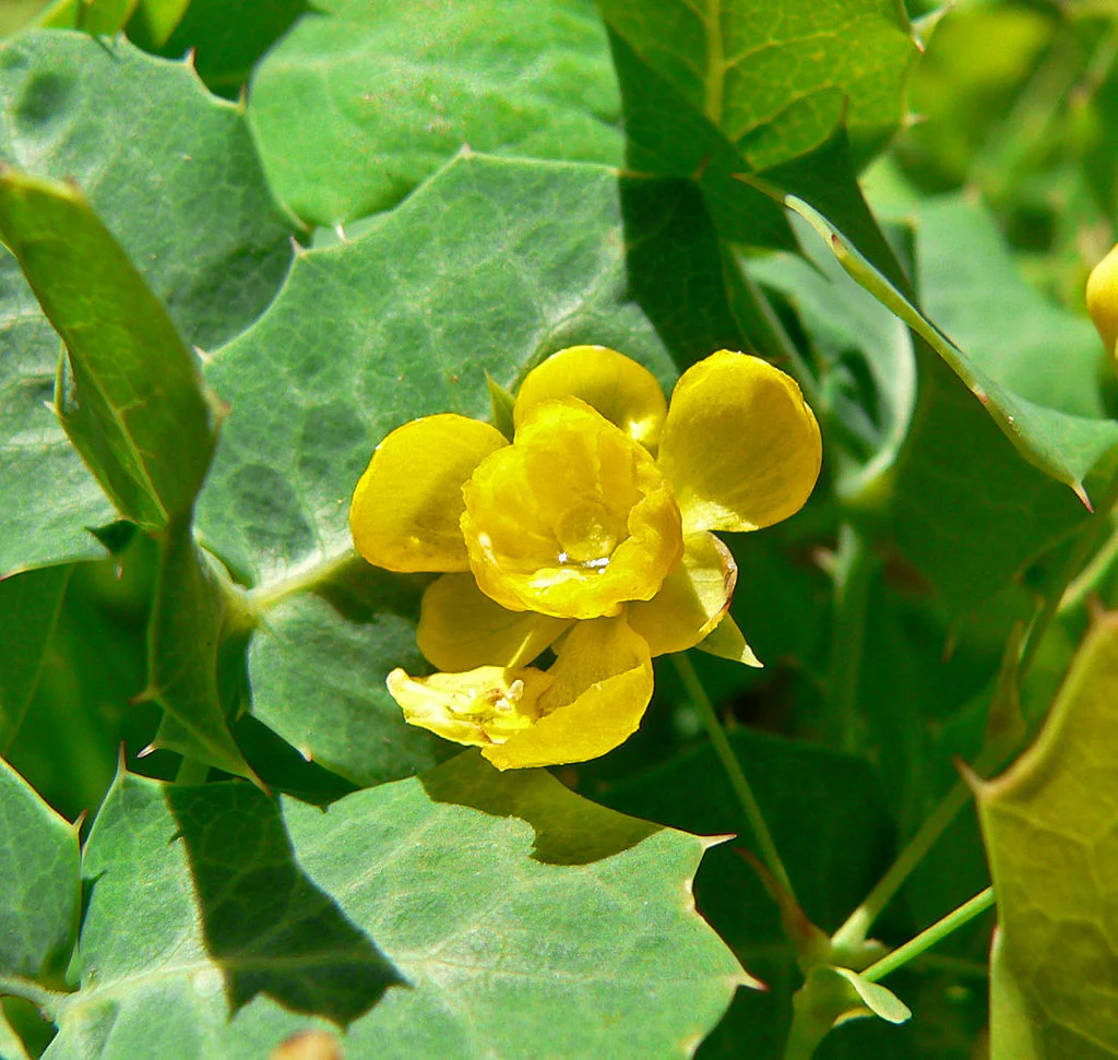 Mahonia fremontii 21.0212 - Image 3