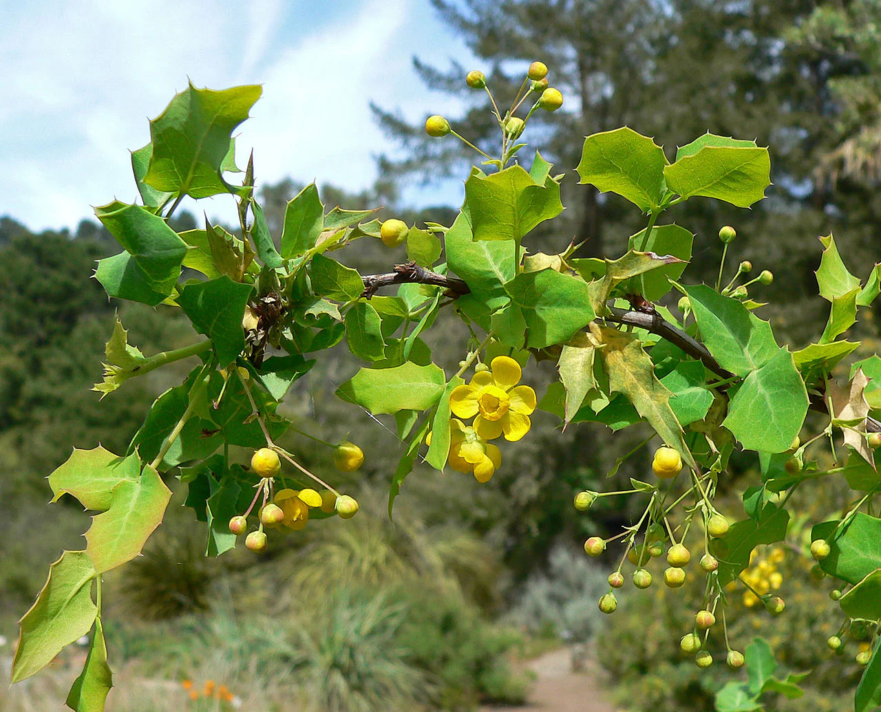 Mahonia fremontii 21.0212 - Image 4