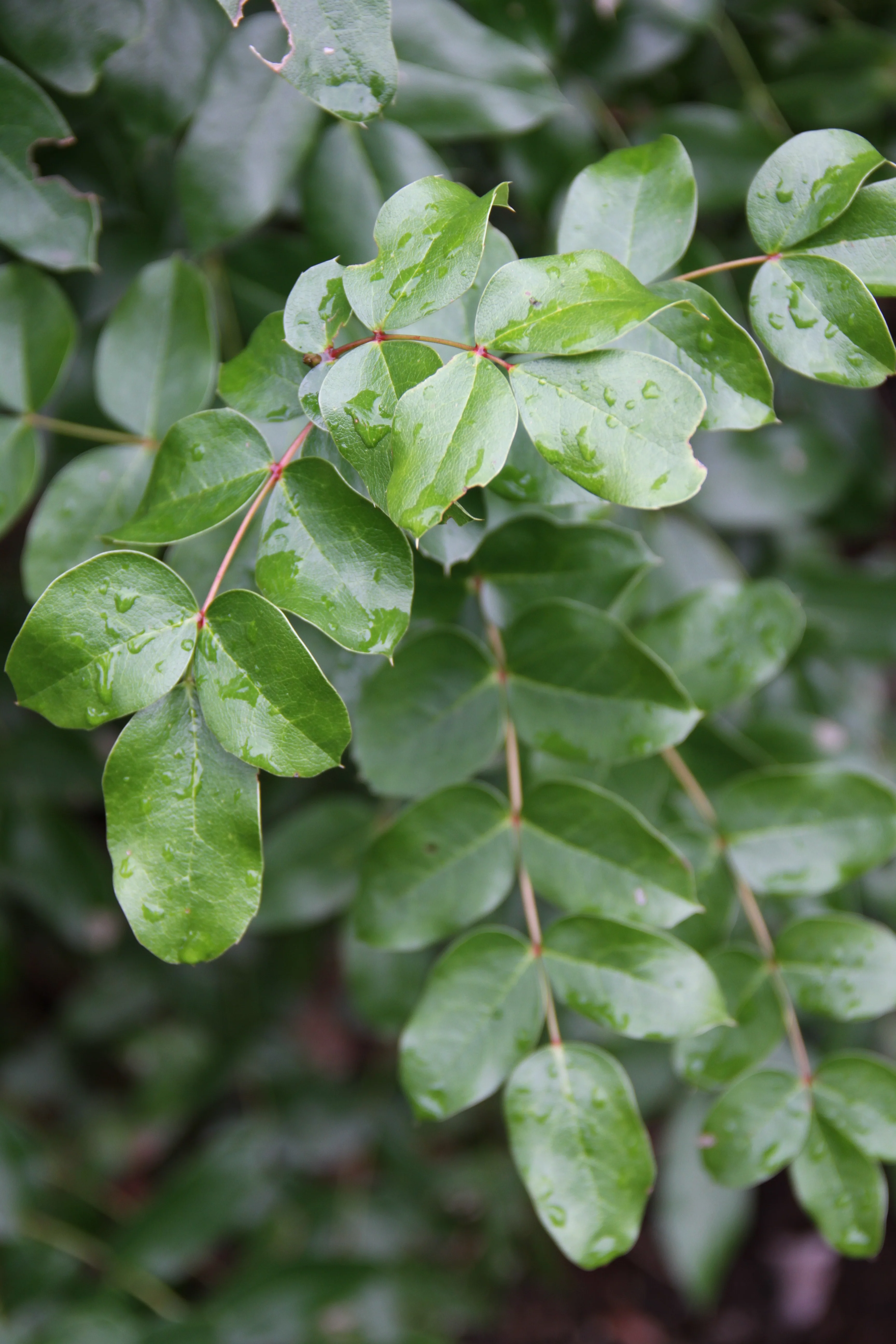 Mahonia pinnata ssp. insularis 'Shnilemoon' - Image 3