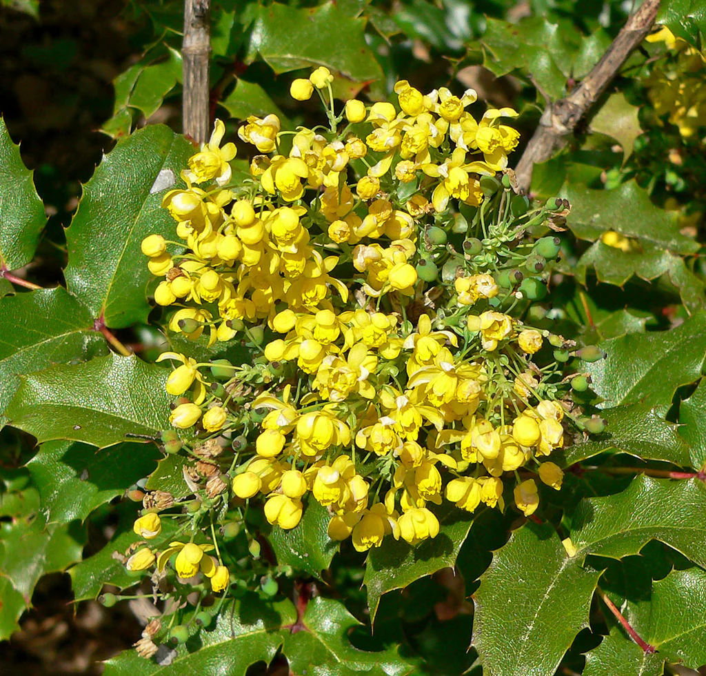 Mahonia pinnata ssp. insularis 'Shnilemoon' - Image 4