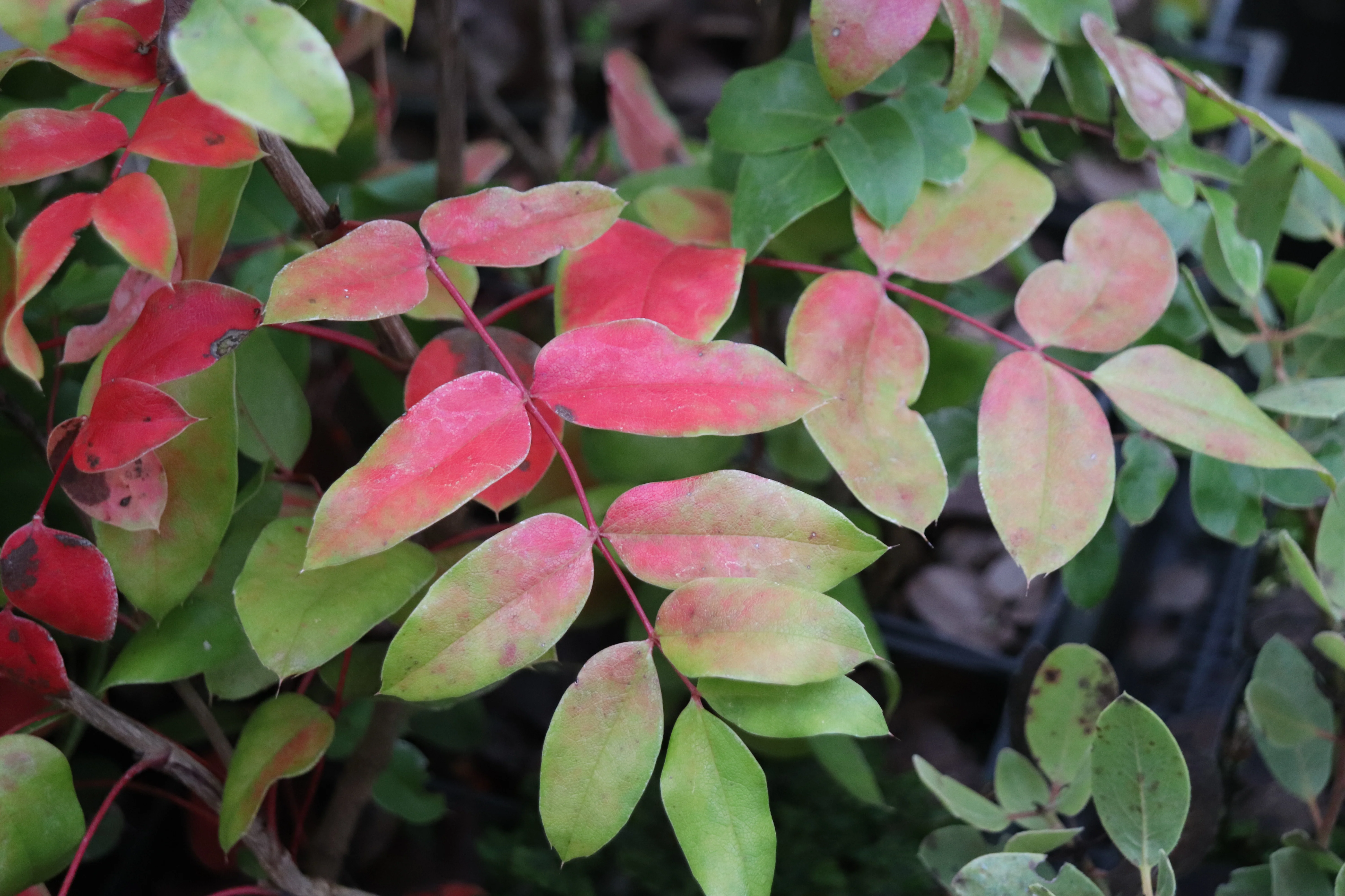 *RETAIL - Mahonia pinnata ssp. insularis 'Shnilemoon' - Image 2