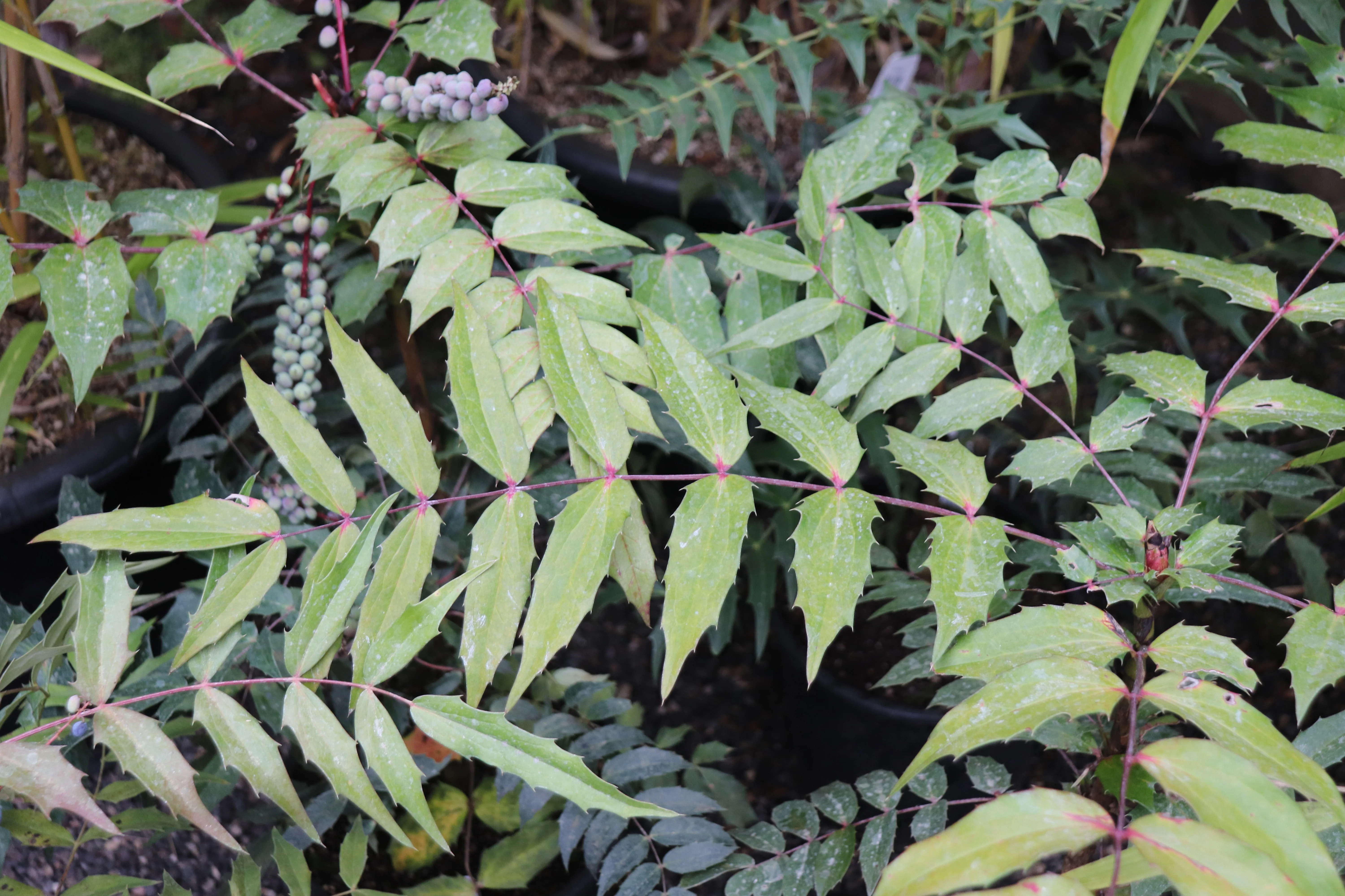 *RETAIL - Mahonia sheridaniana - Image 2