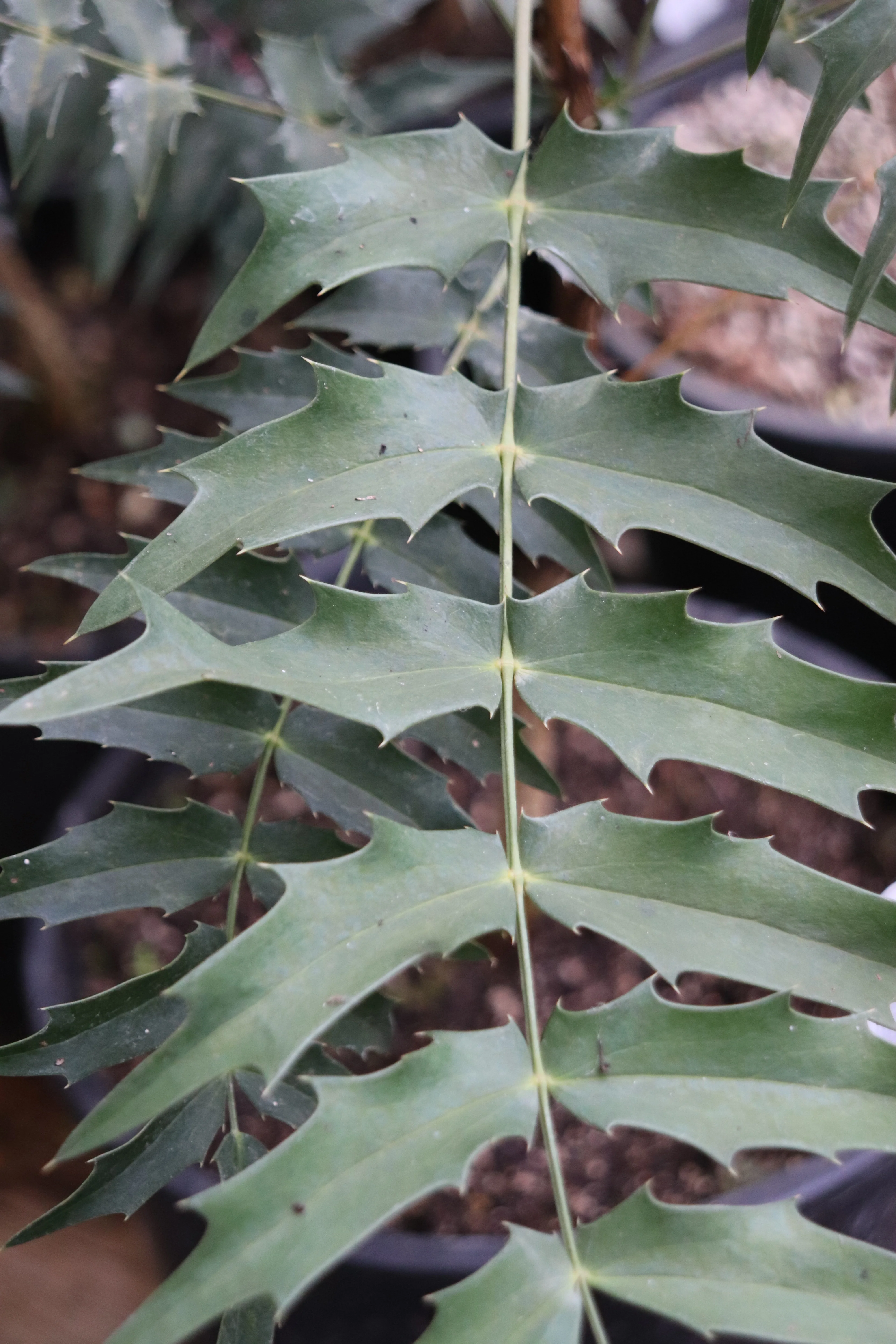 *RETAIL - Mahonia sheridaniana - Image 3
