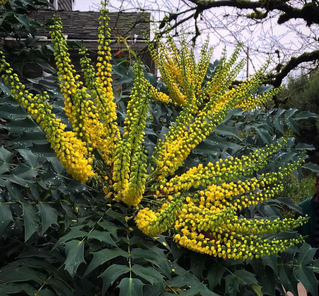 *RETAIL - Mahonia x media 'Winter Sun' - Image 2