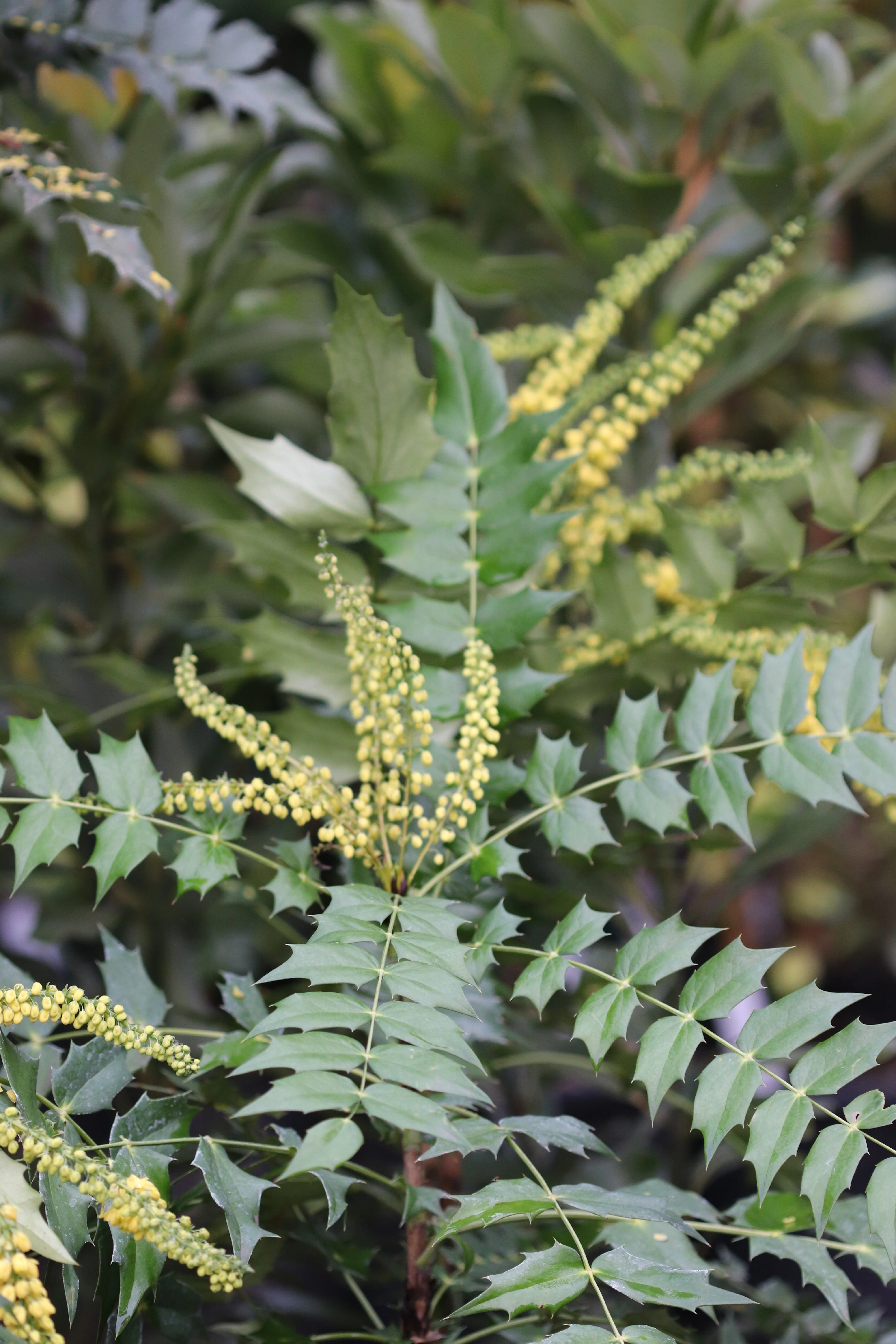 *RETAIL - Mahonia x media 'Winter Sun' - Image 3