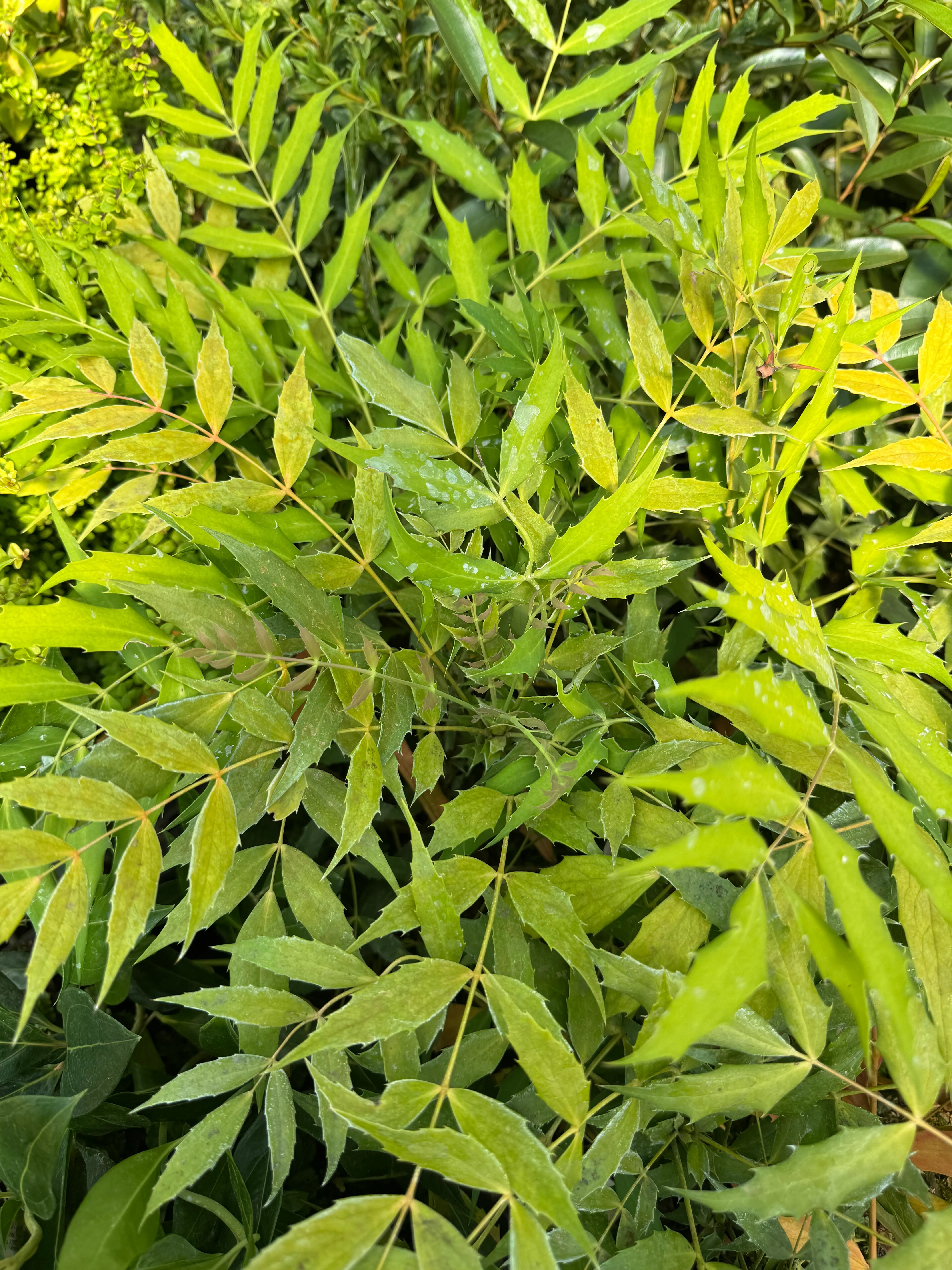Mahonia x 'Ozzie Johnson' - Image 2