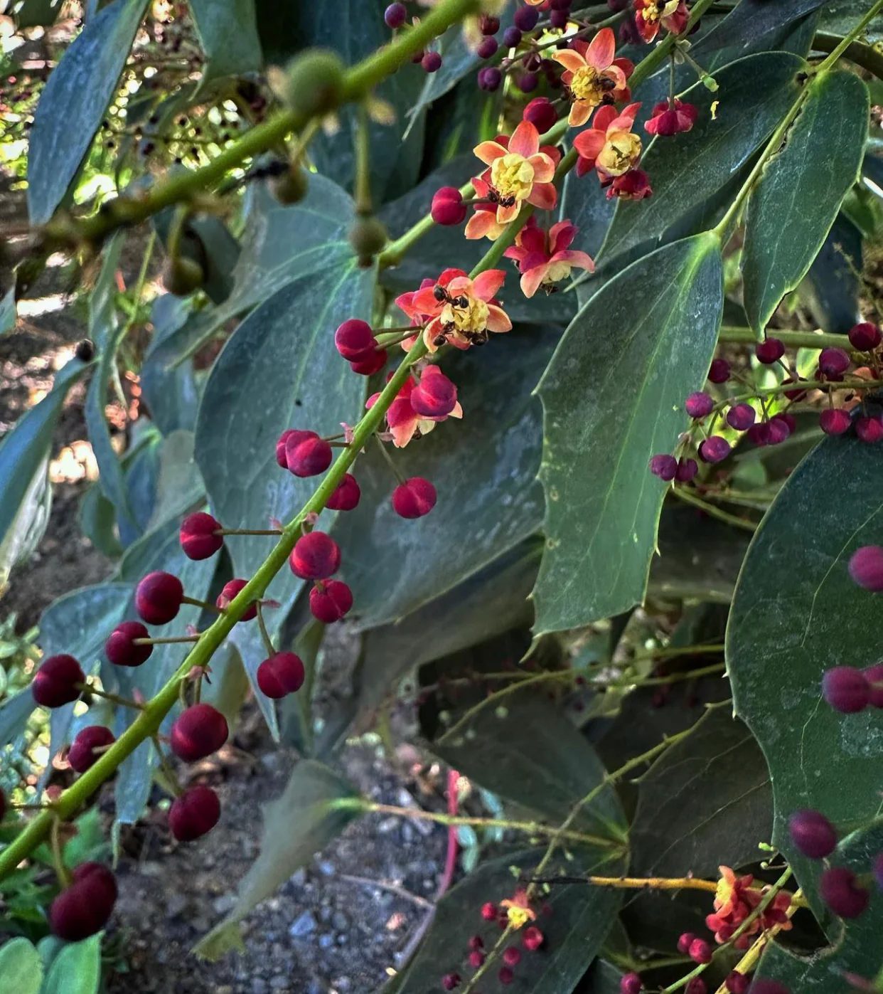 Mahonia x savilliana - Image 3