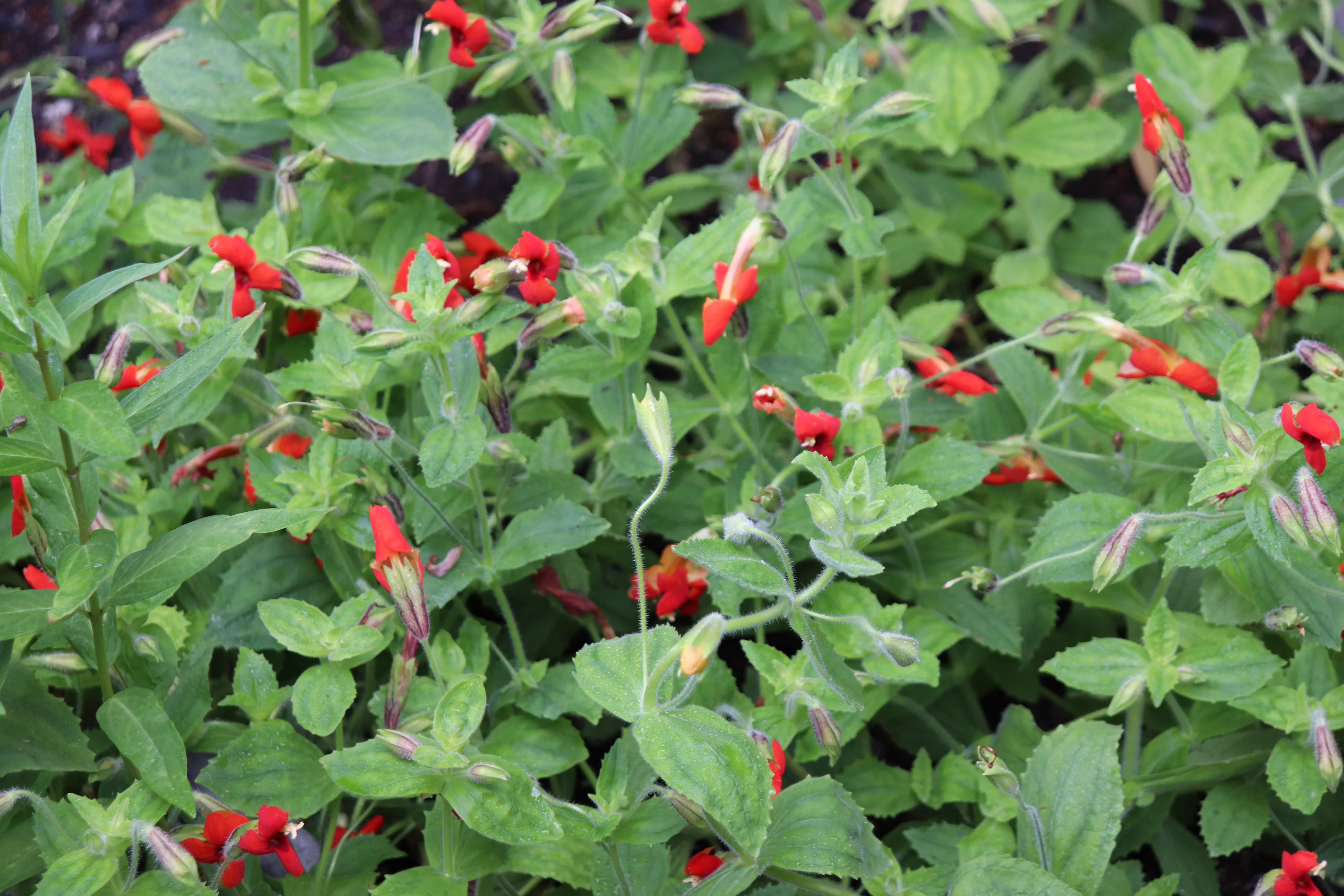 Mimulus cardinalis - Image 3