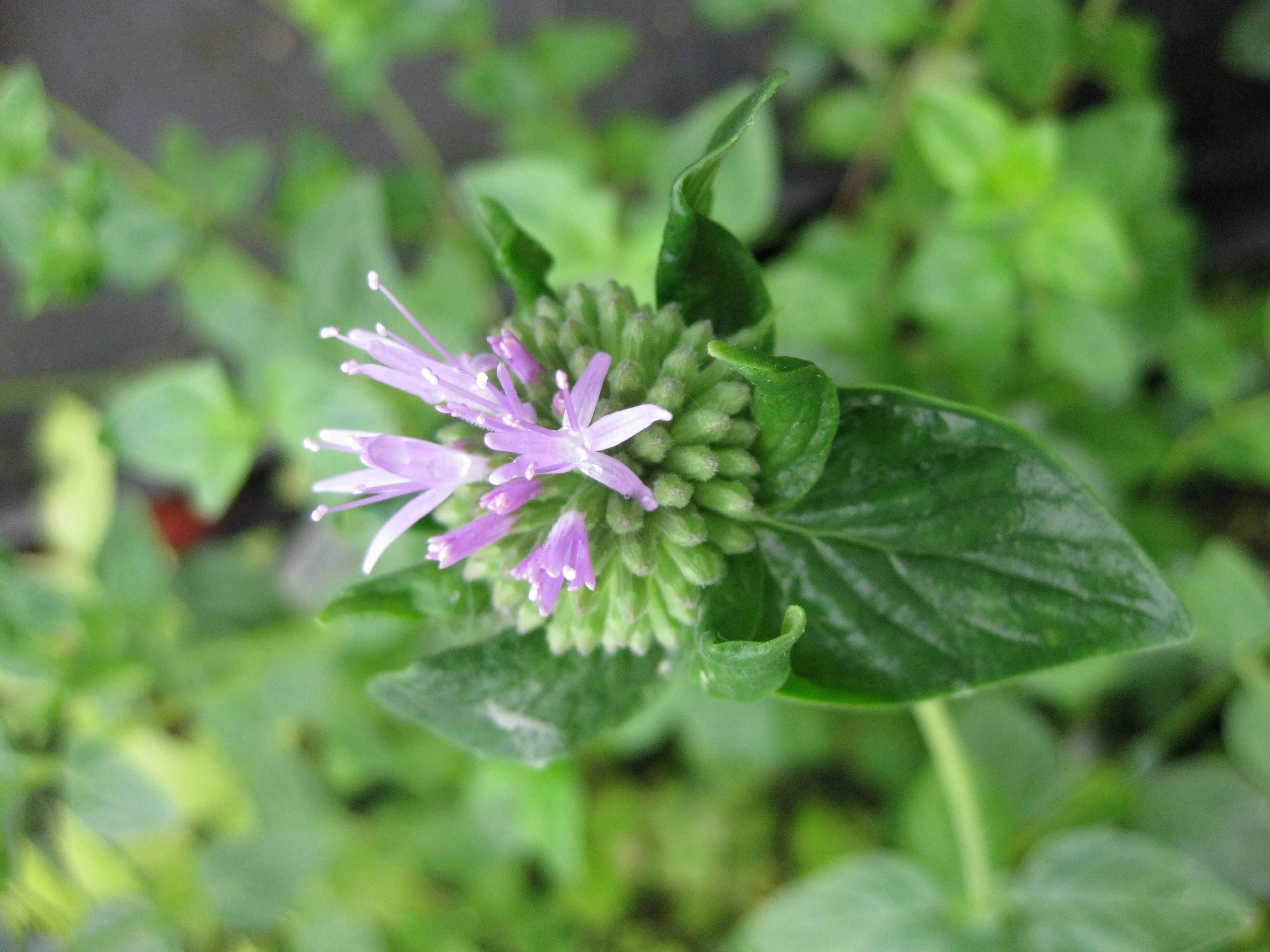 *RETAIL - Monardella villosa 'Russian River'