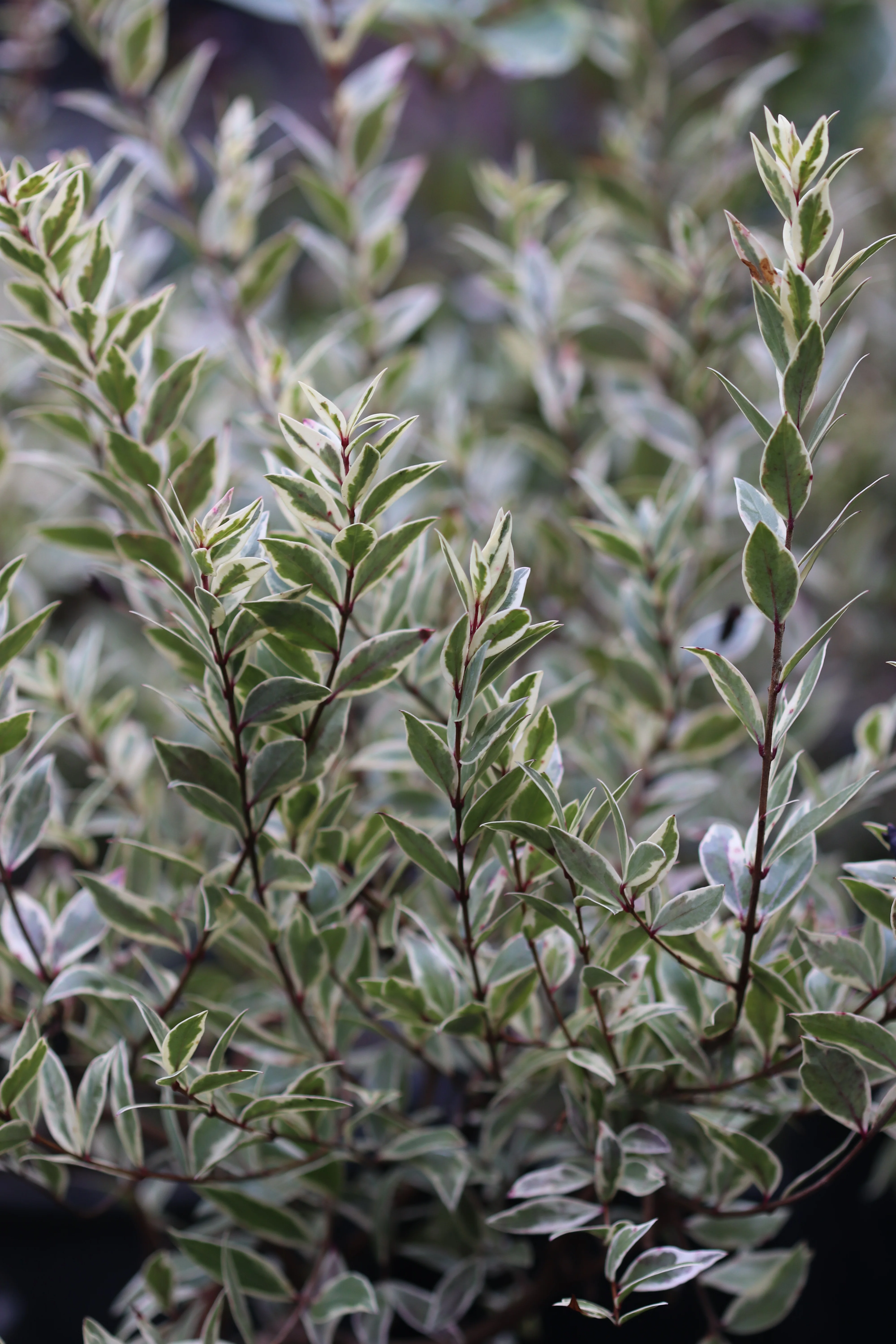 *RETAIL - Myrtus communis 'Variegata' - Image 2