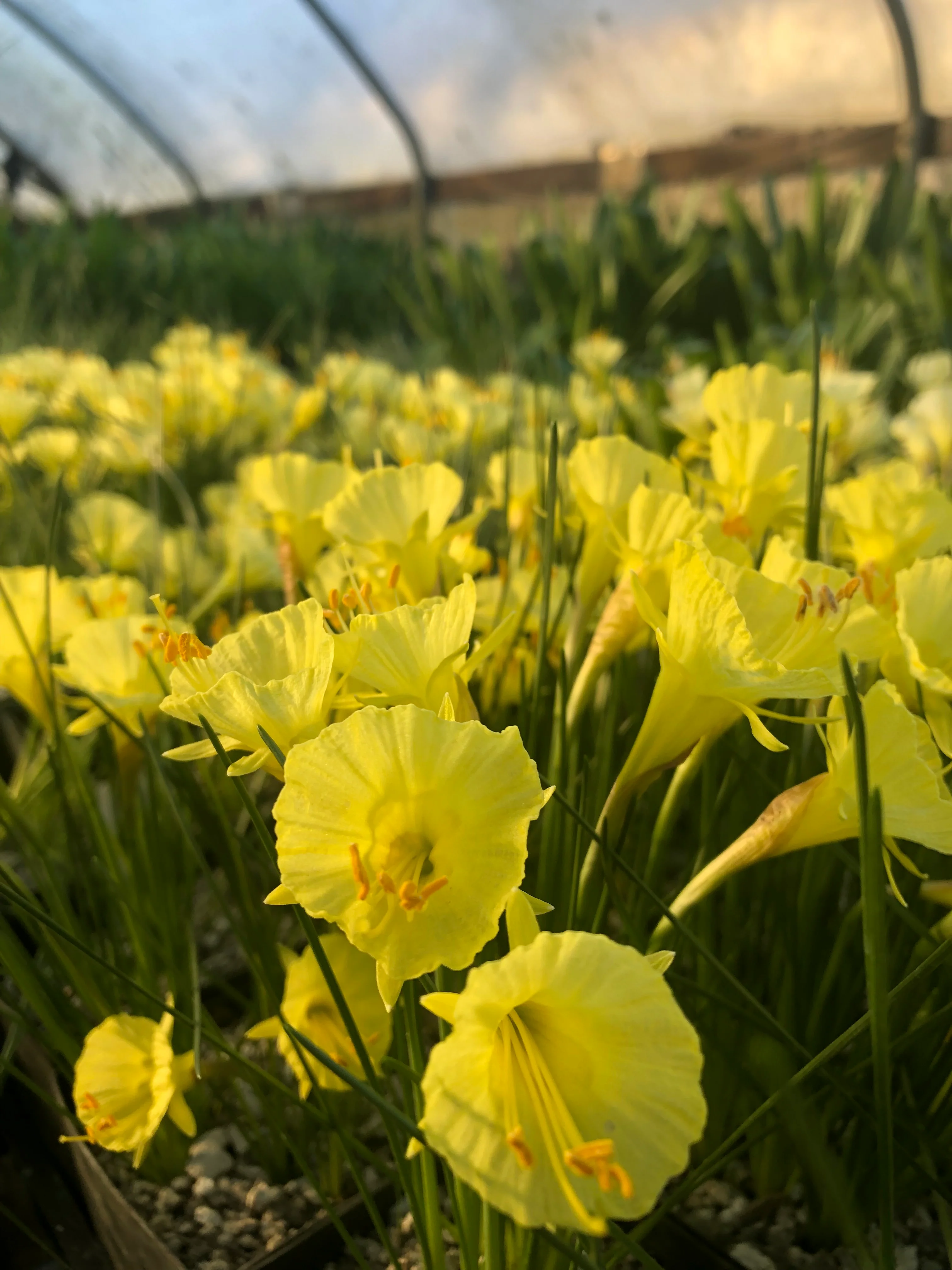 Narcissus romieuxii ssp. romieuxii var. rifanis