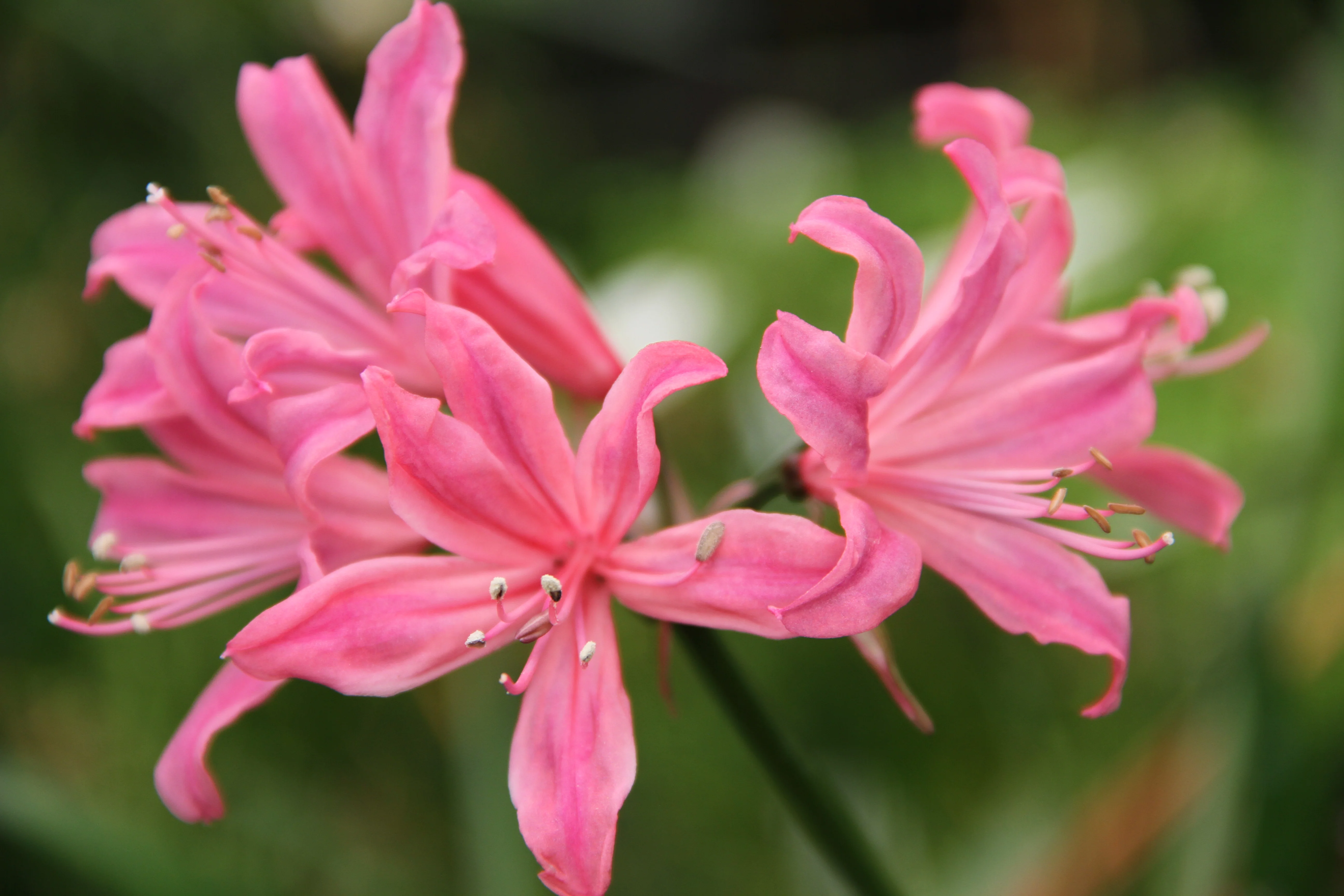 Nerine 'After Hours' - Image 2