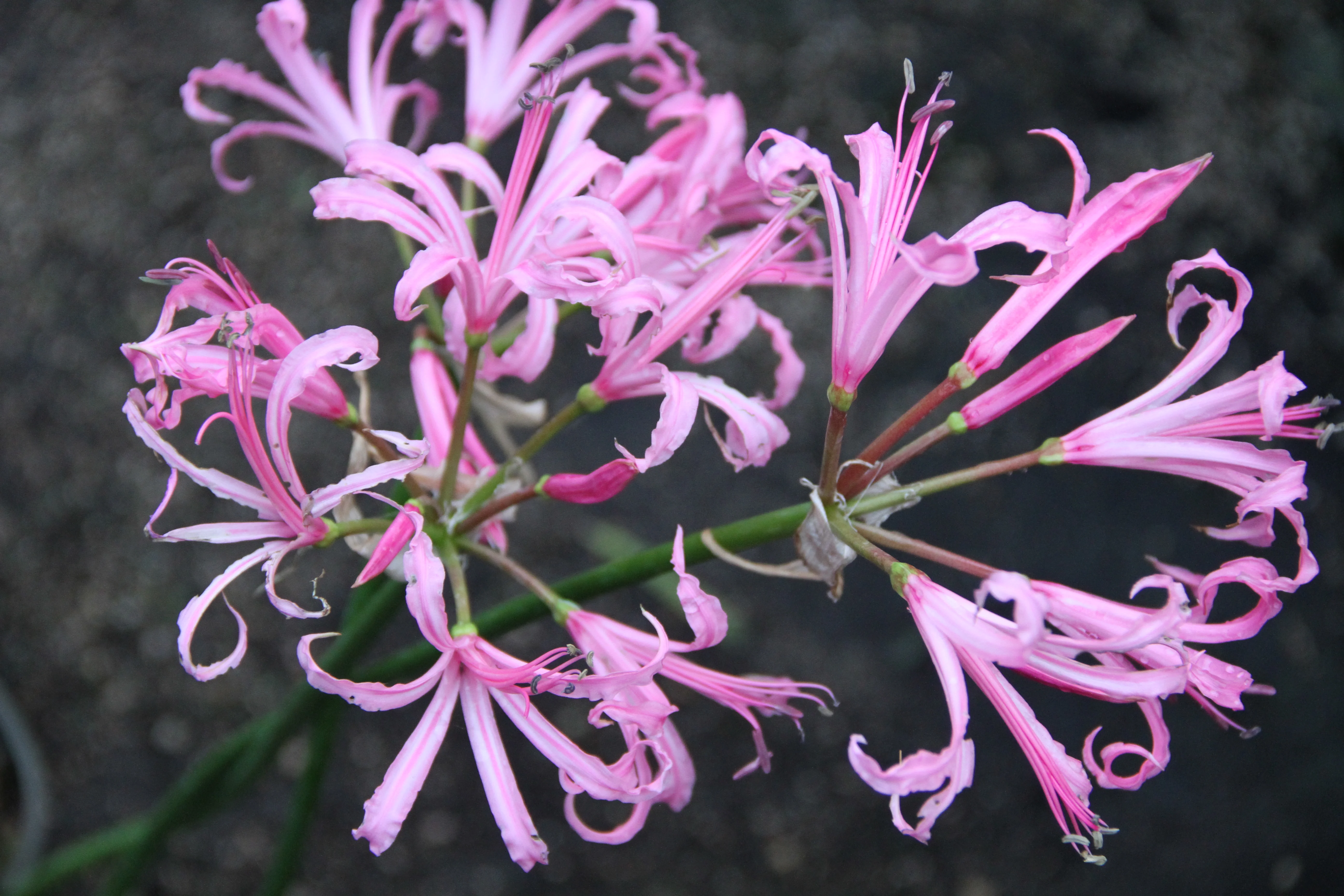 Nerine bowdenii 'Silver Pink' - Image 2