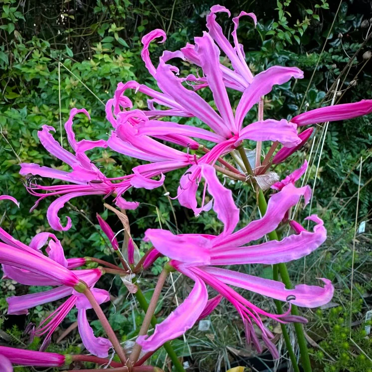 Nerine bowdenii 'Wayne's Rose' - Image 2