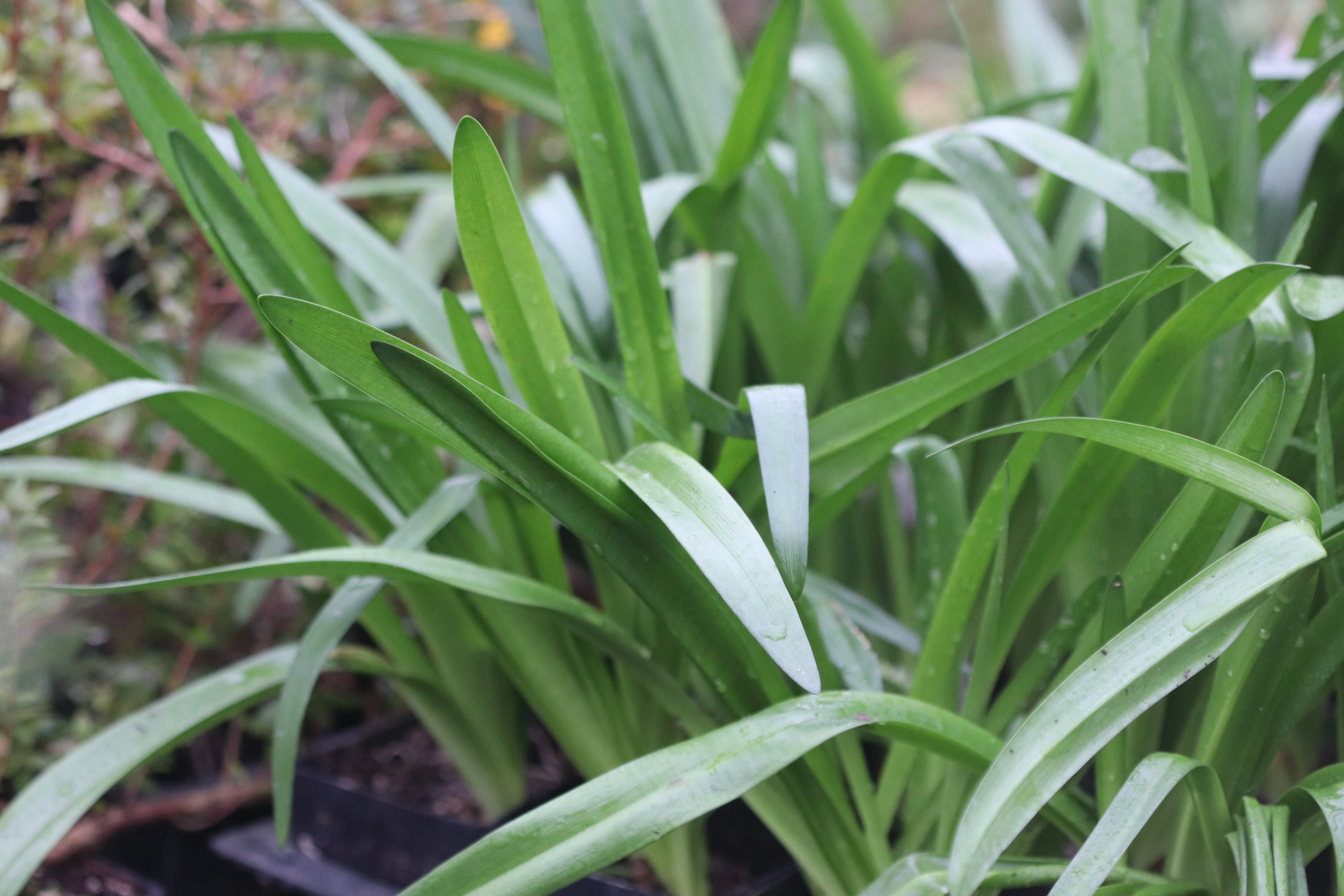 Nerine bowdenii 'Wayne's Rose' - Image 4