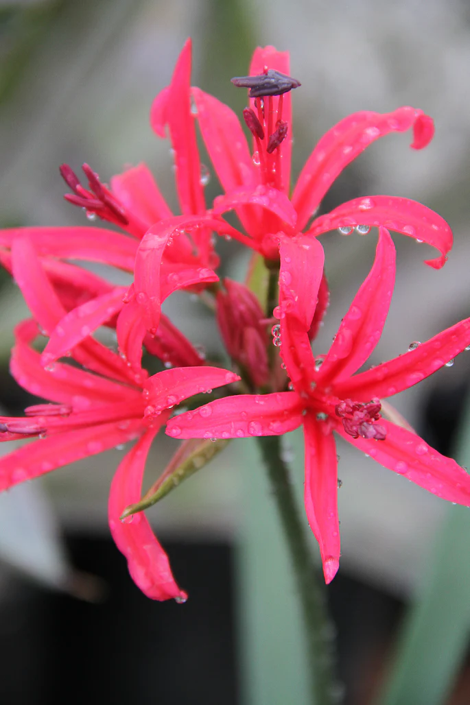 Nerine sarniensis 'Pink Satin'