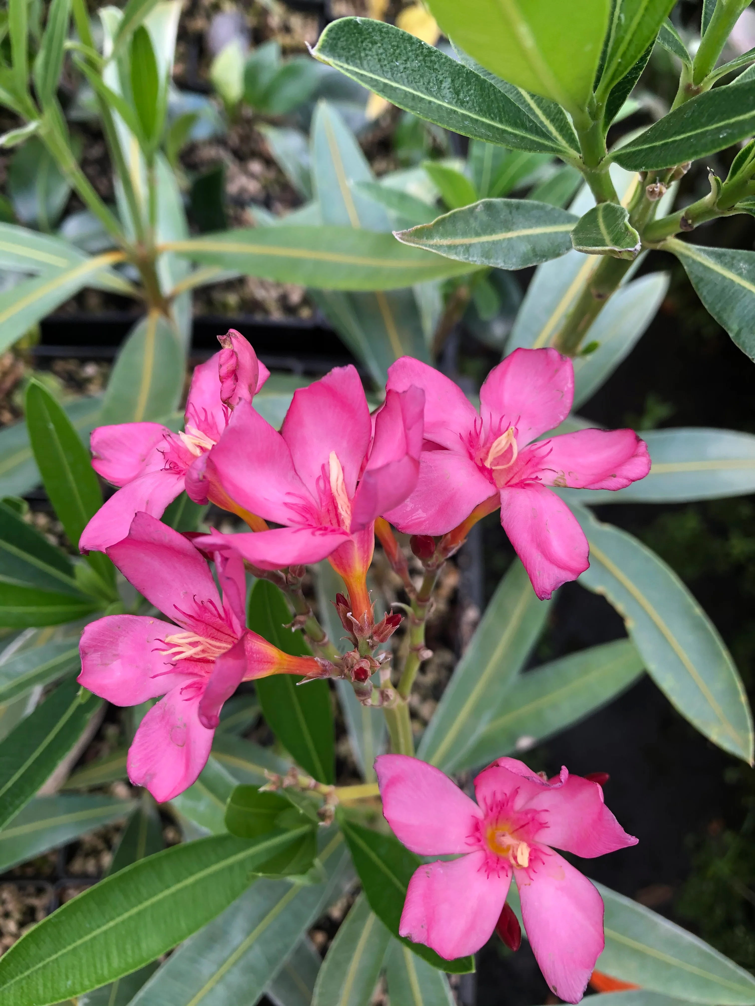 *RETAIL - Nerium oleander 'Cranberry Cooler'