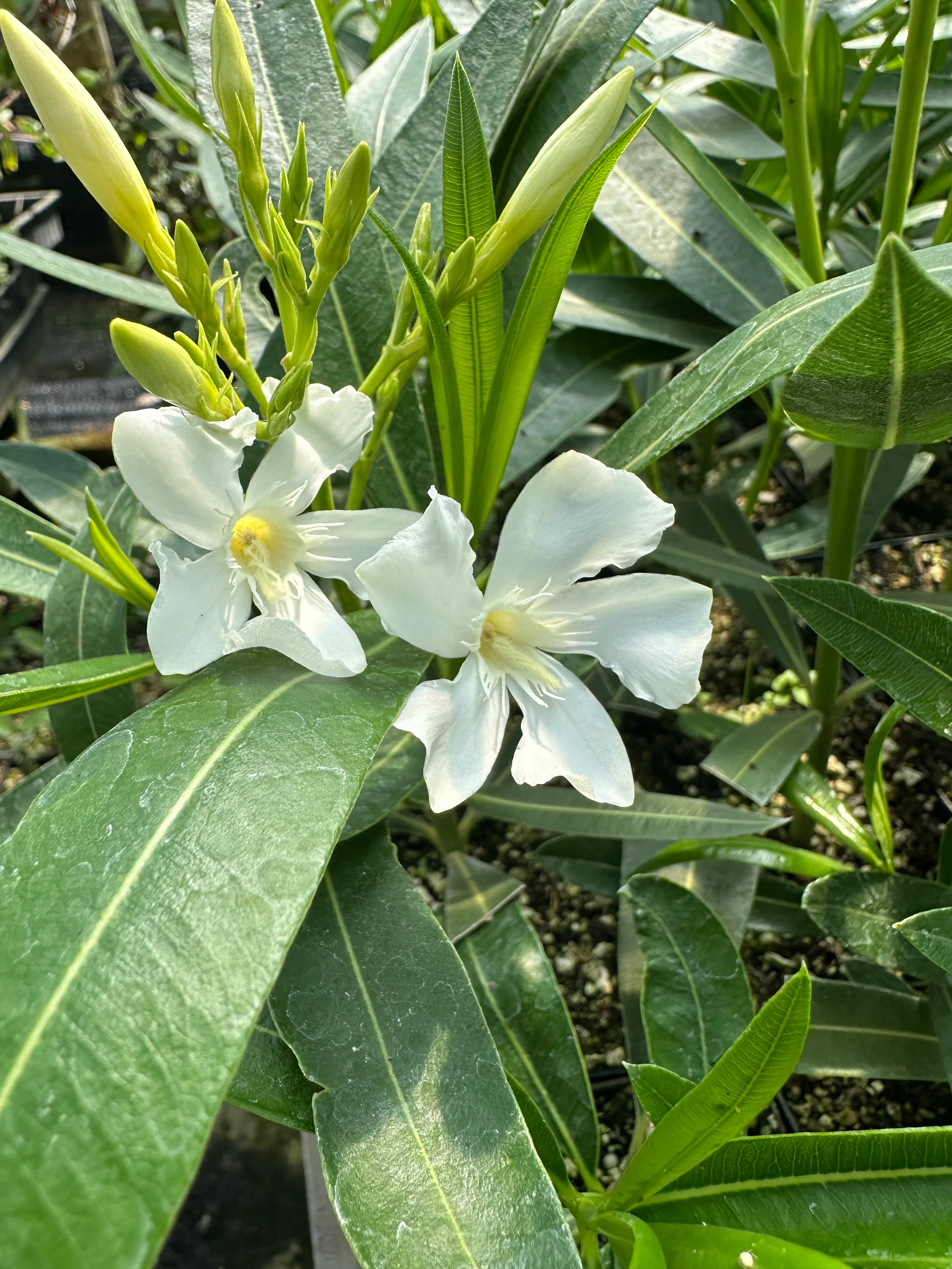 Nerium oleander 'Hardy White' - Image 2