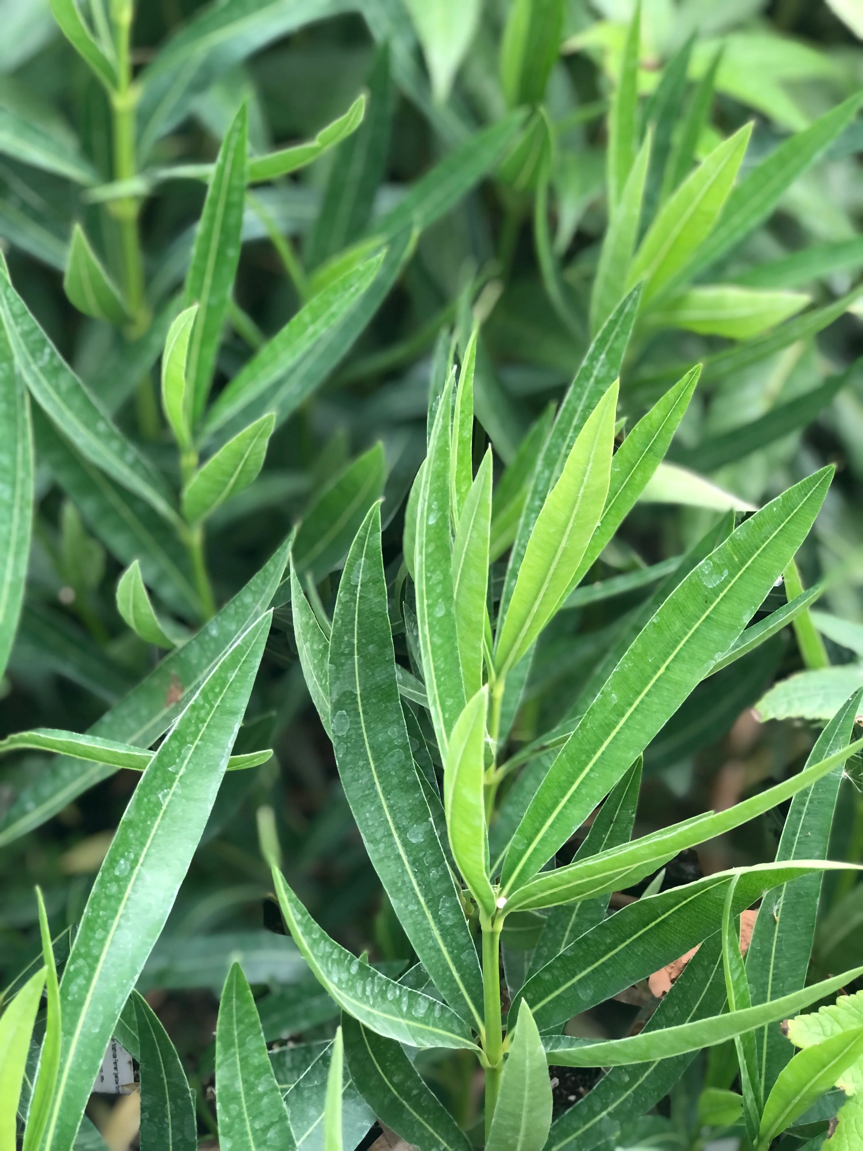Nerium oleander 'Mathilde Ferrier' [yellow form] - Image 2