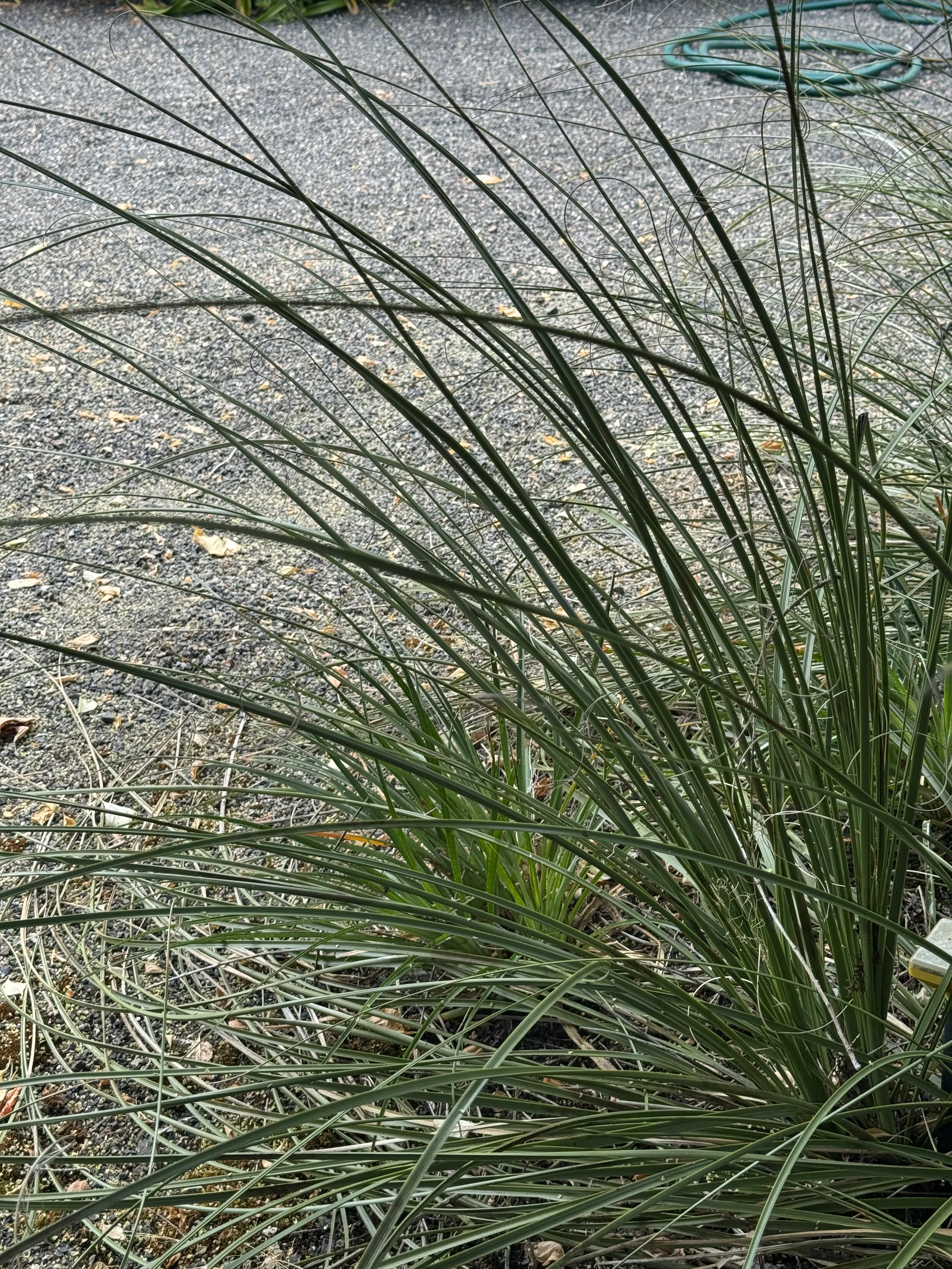 Nolina lindheimeriana - Image 3