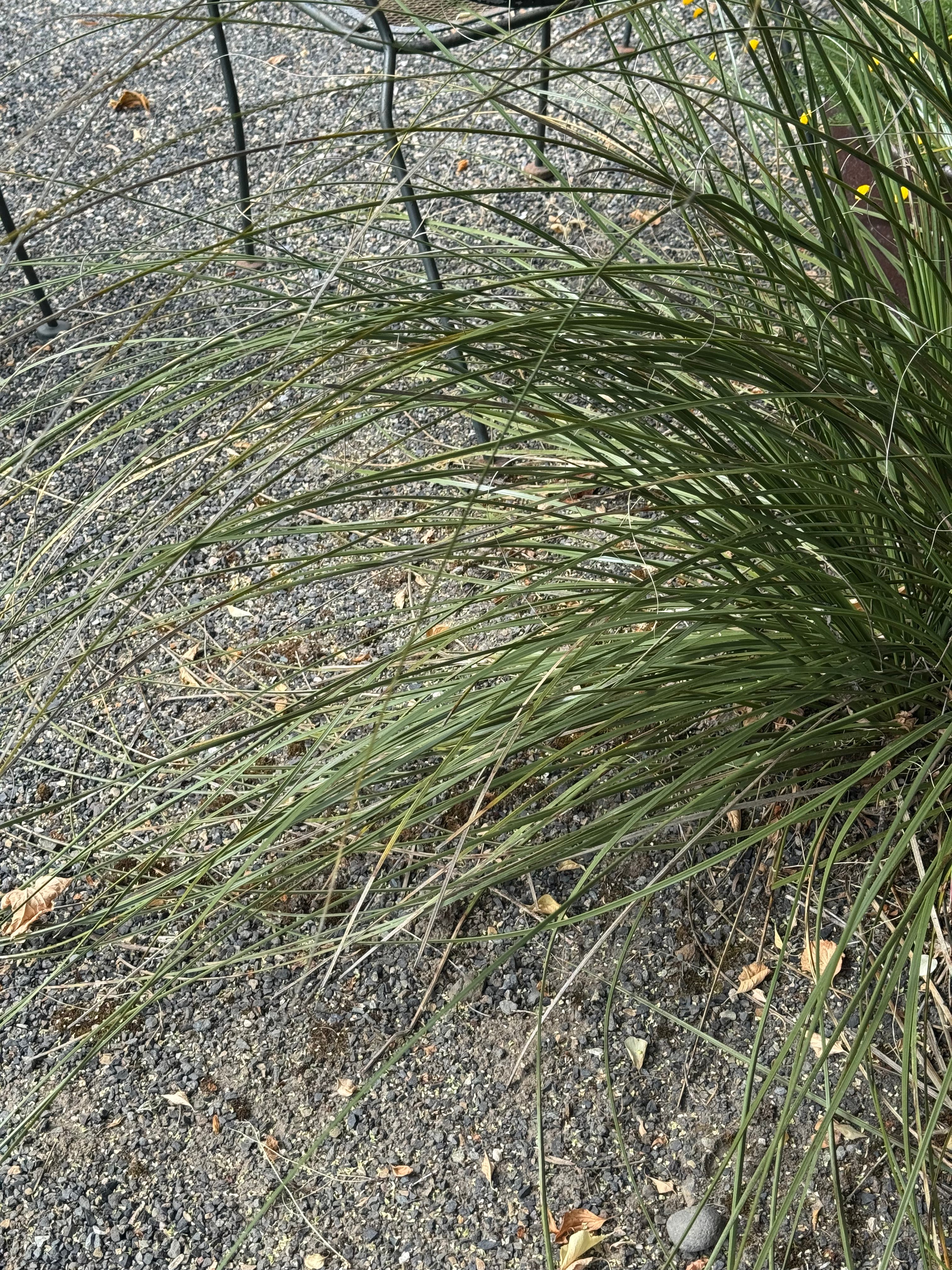 Nolina lindheimeriana - Image 4