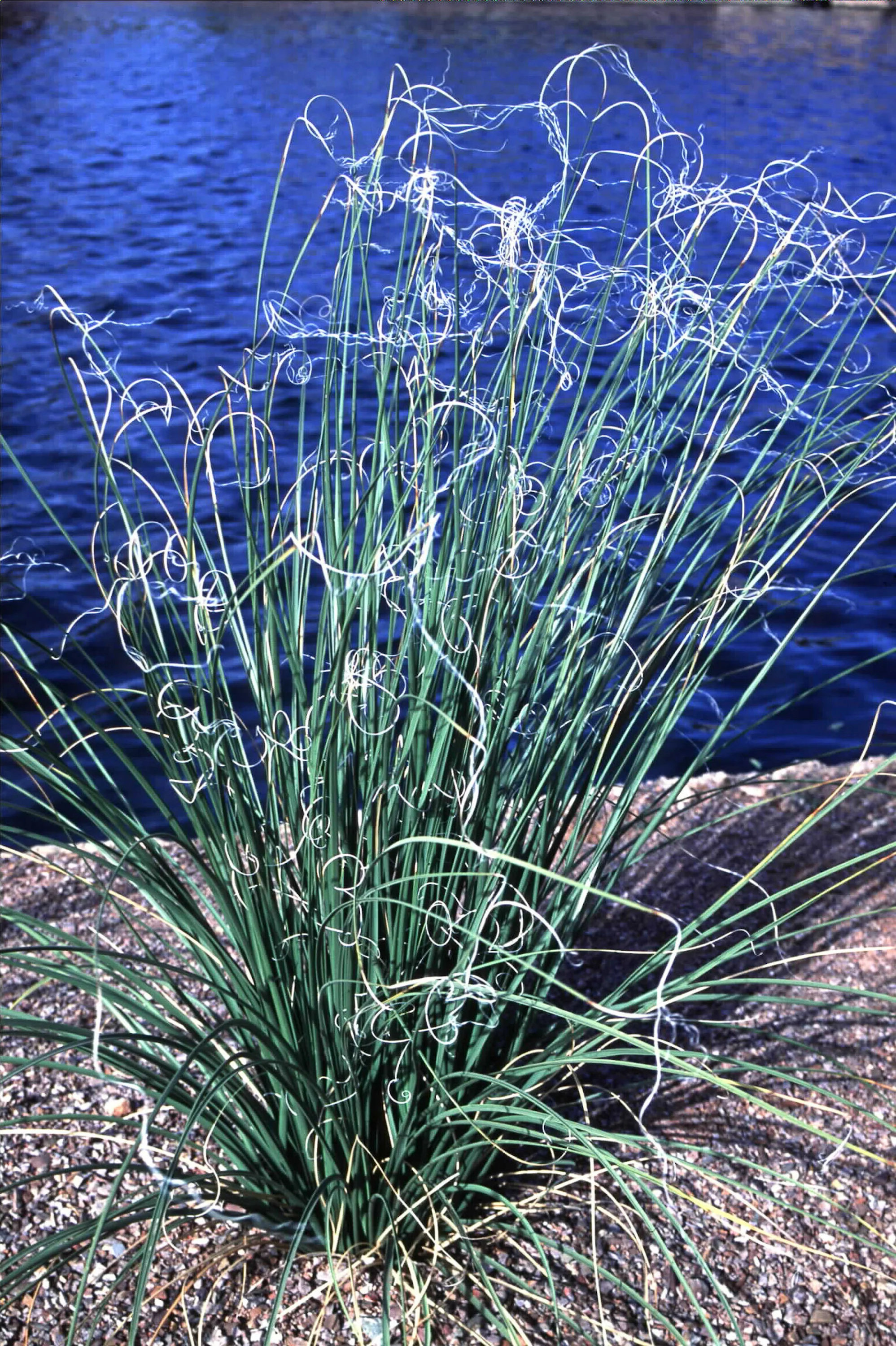 Nolina microcarpa - Image 2