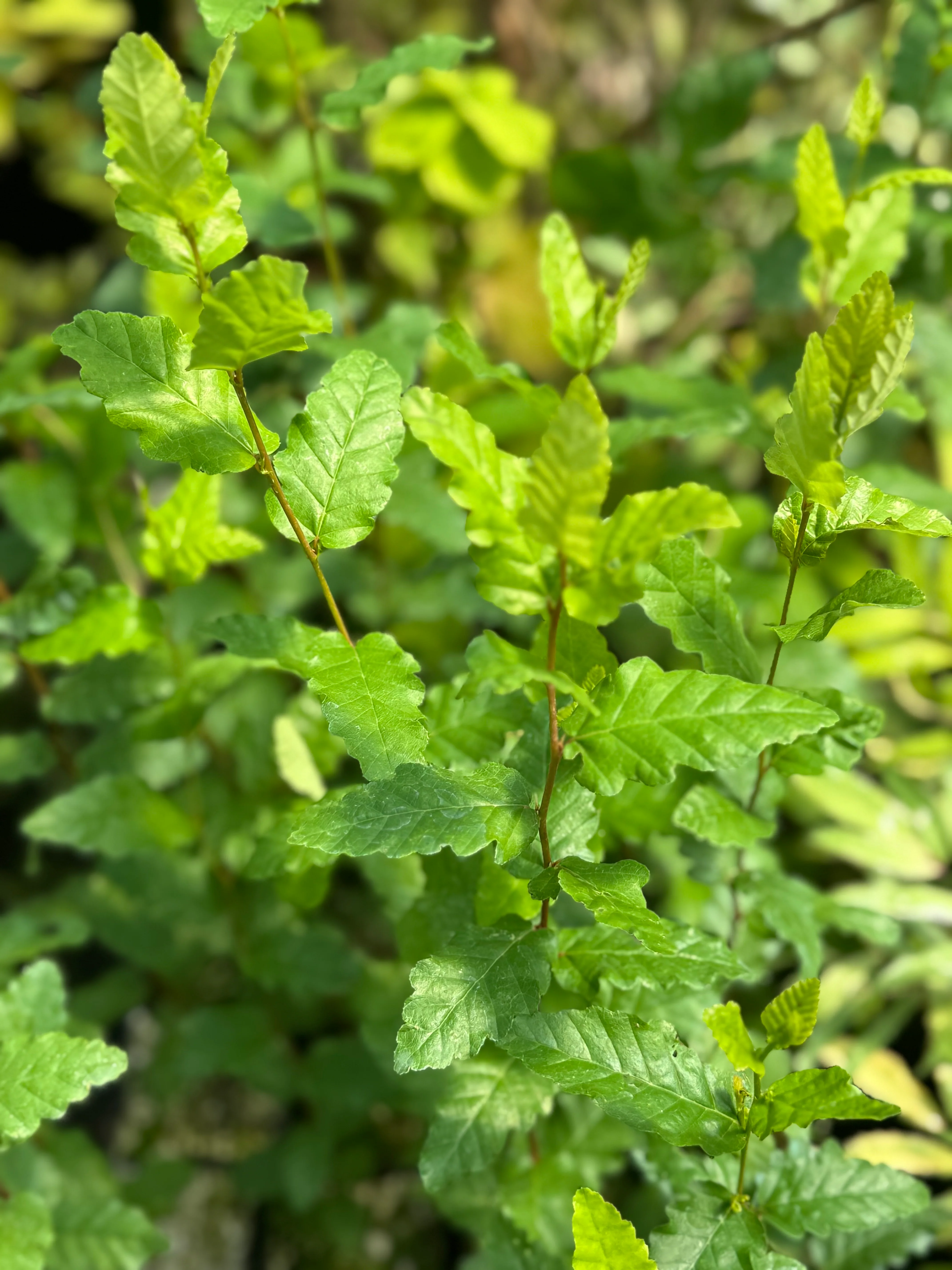 Nothofagus obliqua - Image 2