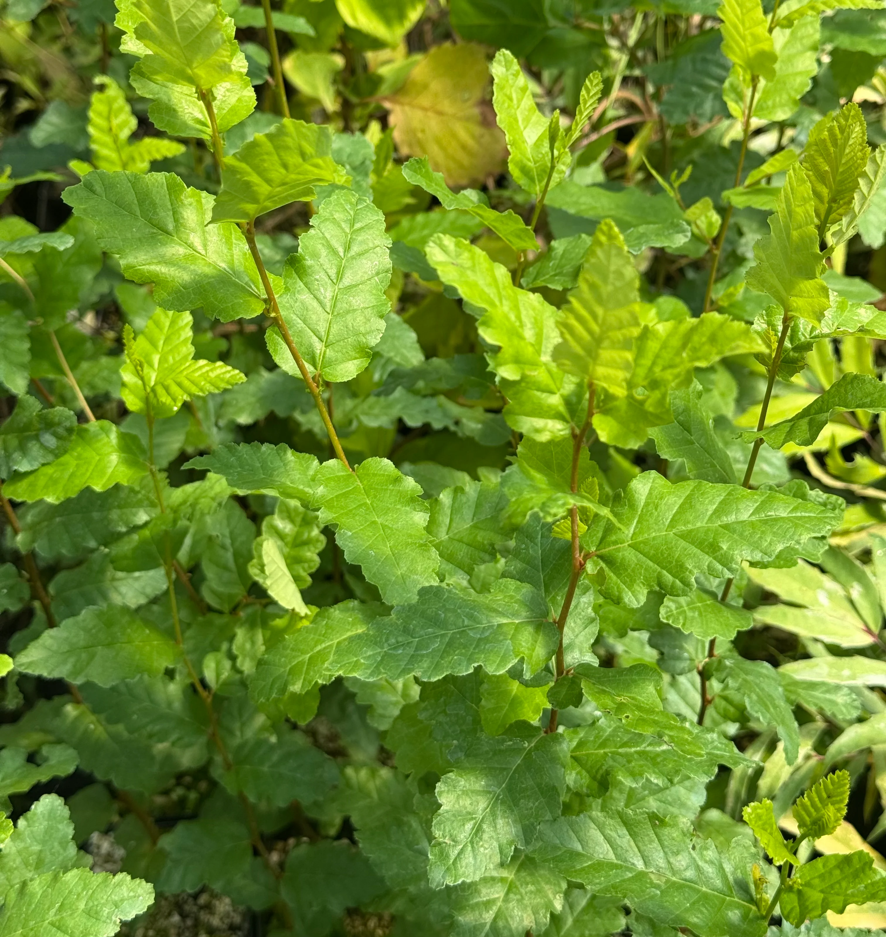 Nothofagus obliqua - Image 3