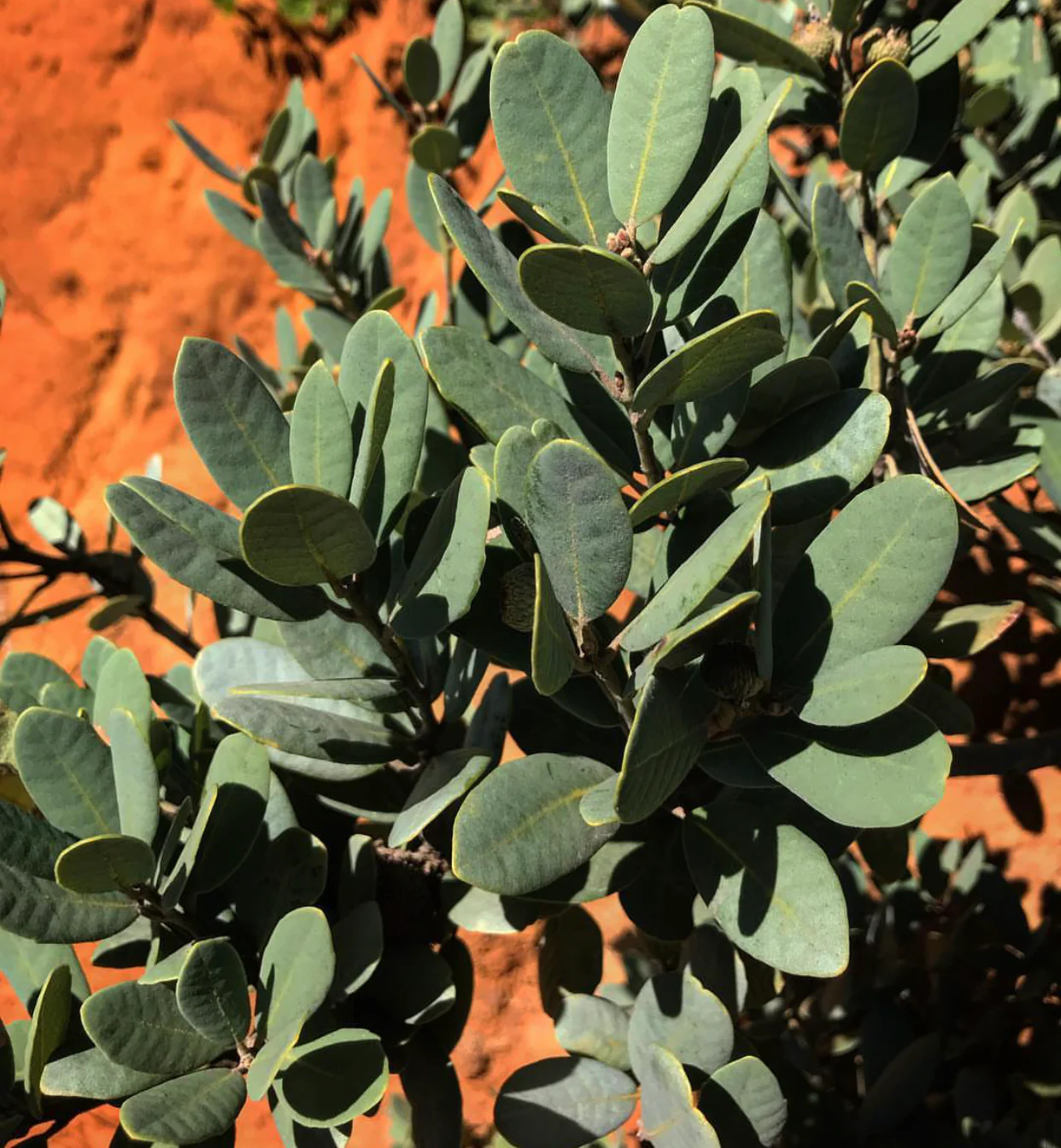 Notholithocarpus densiflorus var. echinoides - Image 2