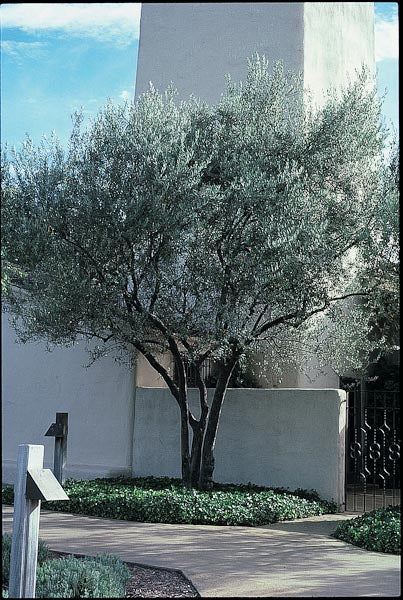 Olea europaea 'Balkan'