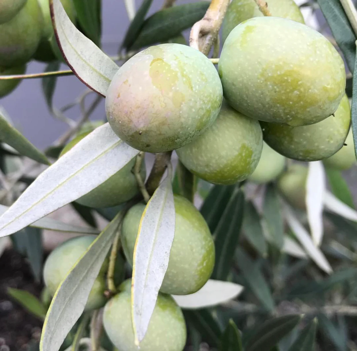 *RETAIL - Olea europaea 'Frantoio' - Image 2