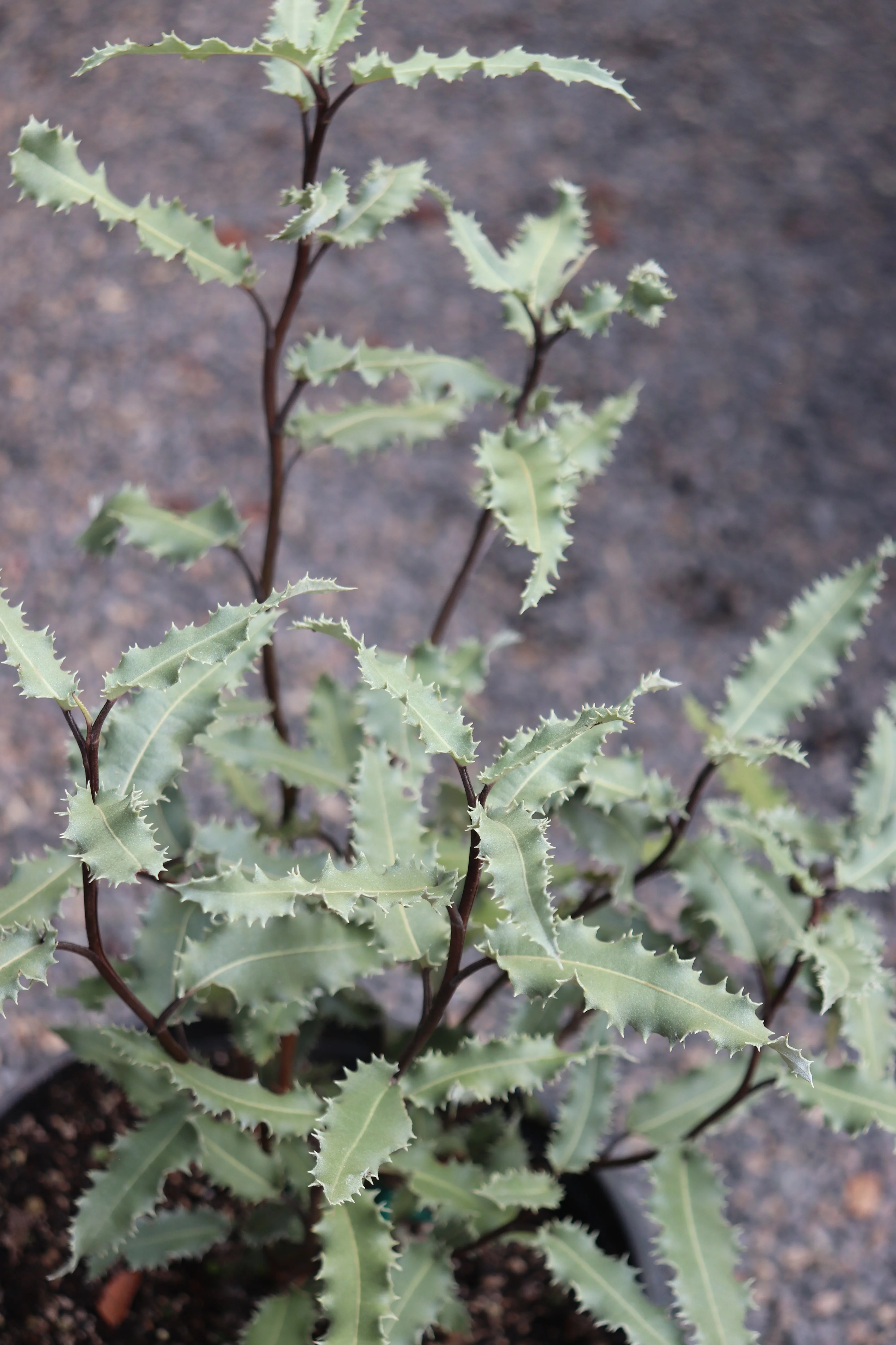 *RETAIL - Olearia ilicifolia - Image 2