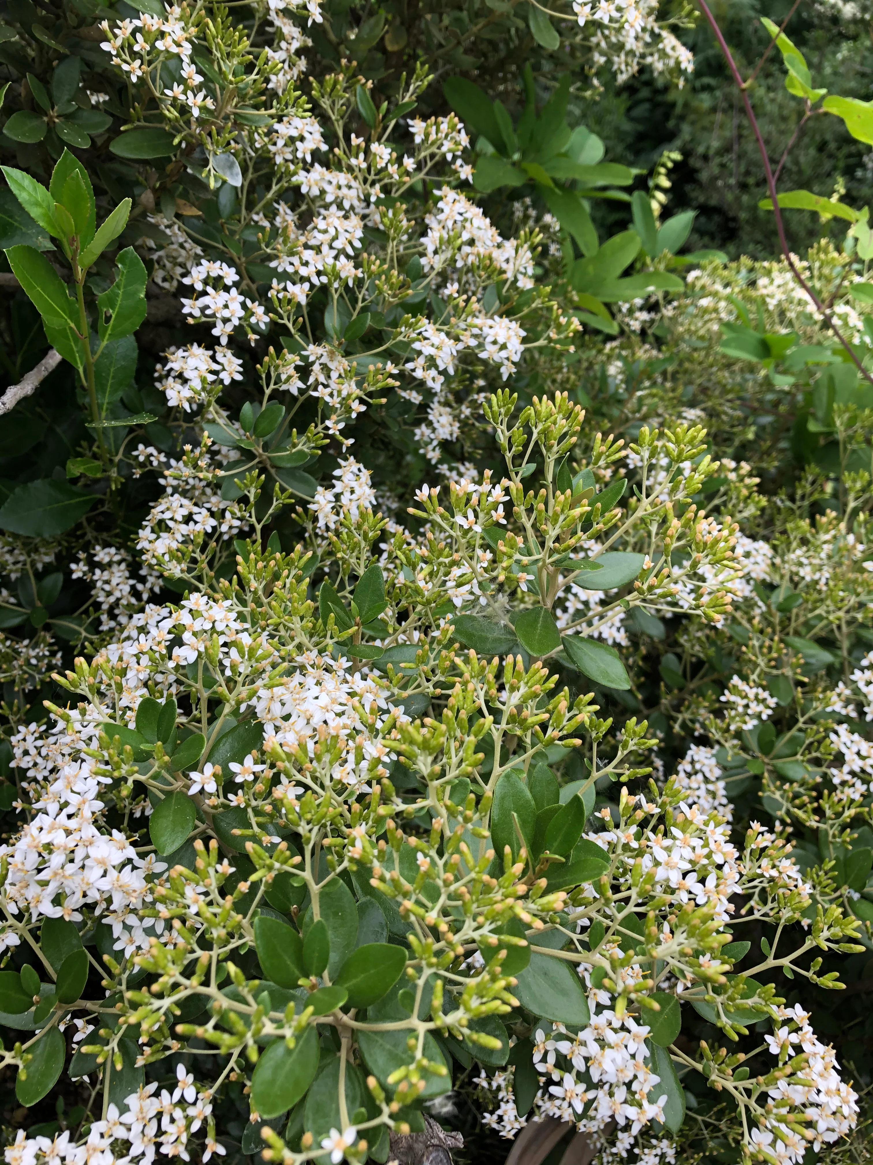 *RETAIL - Olearia x haastii - Image 2