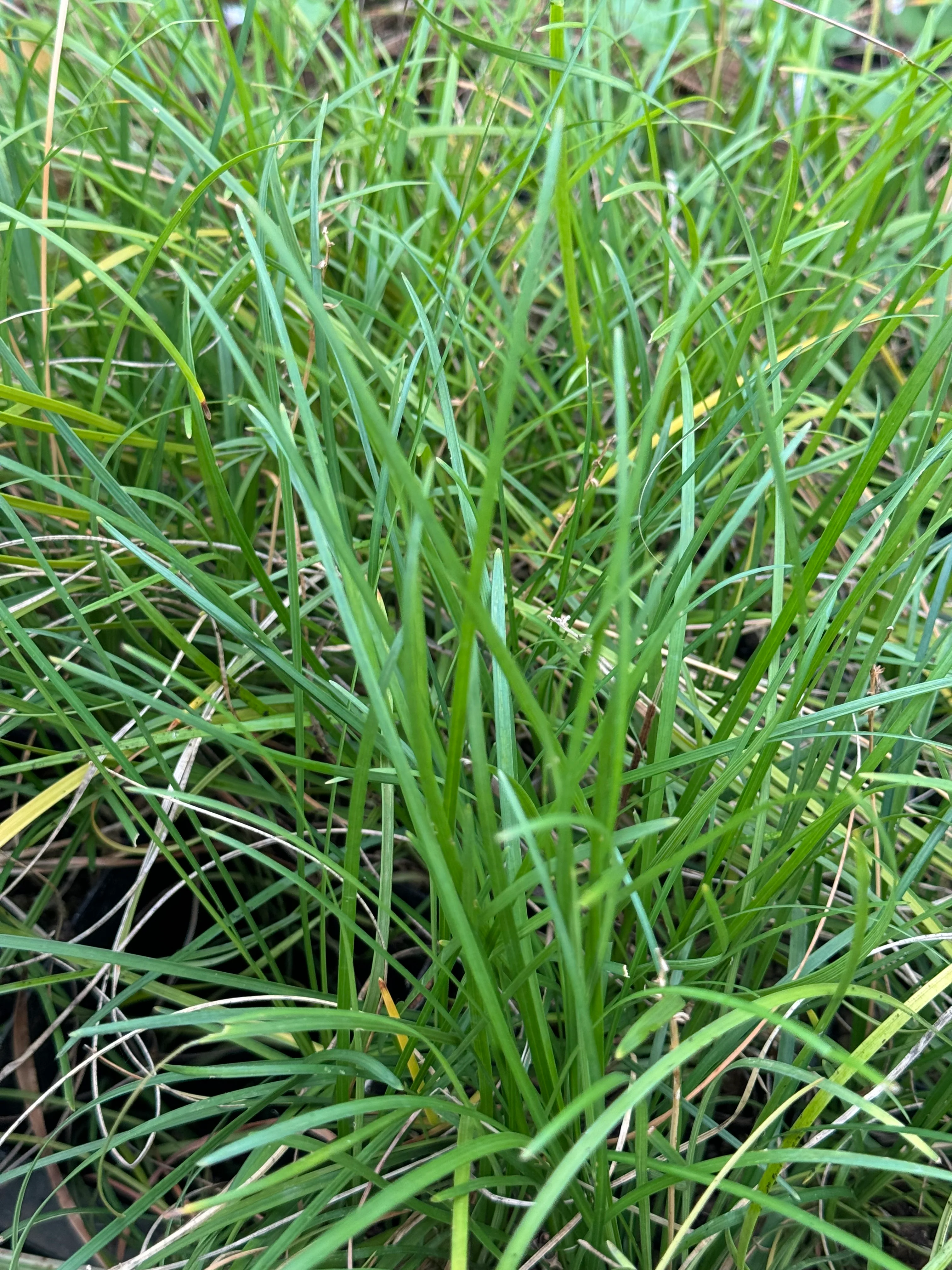 Ophiopogon formosanus - Image 2