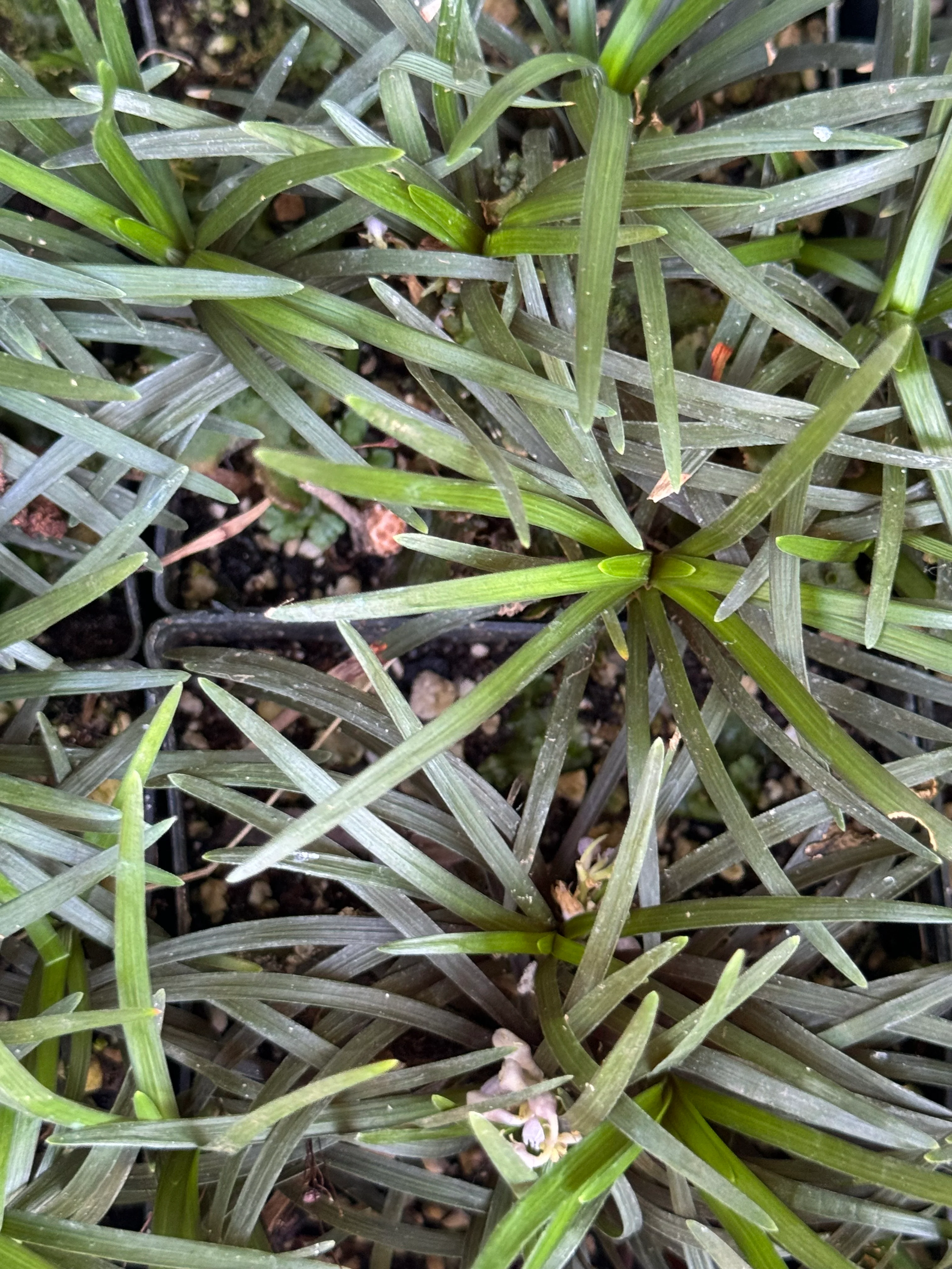 Ophiopogon japonicus var. nana 'Minor'