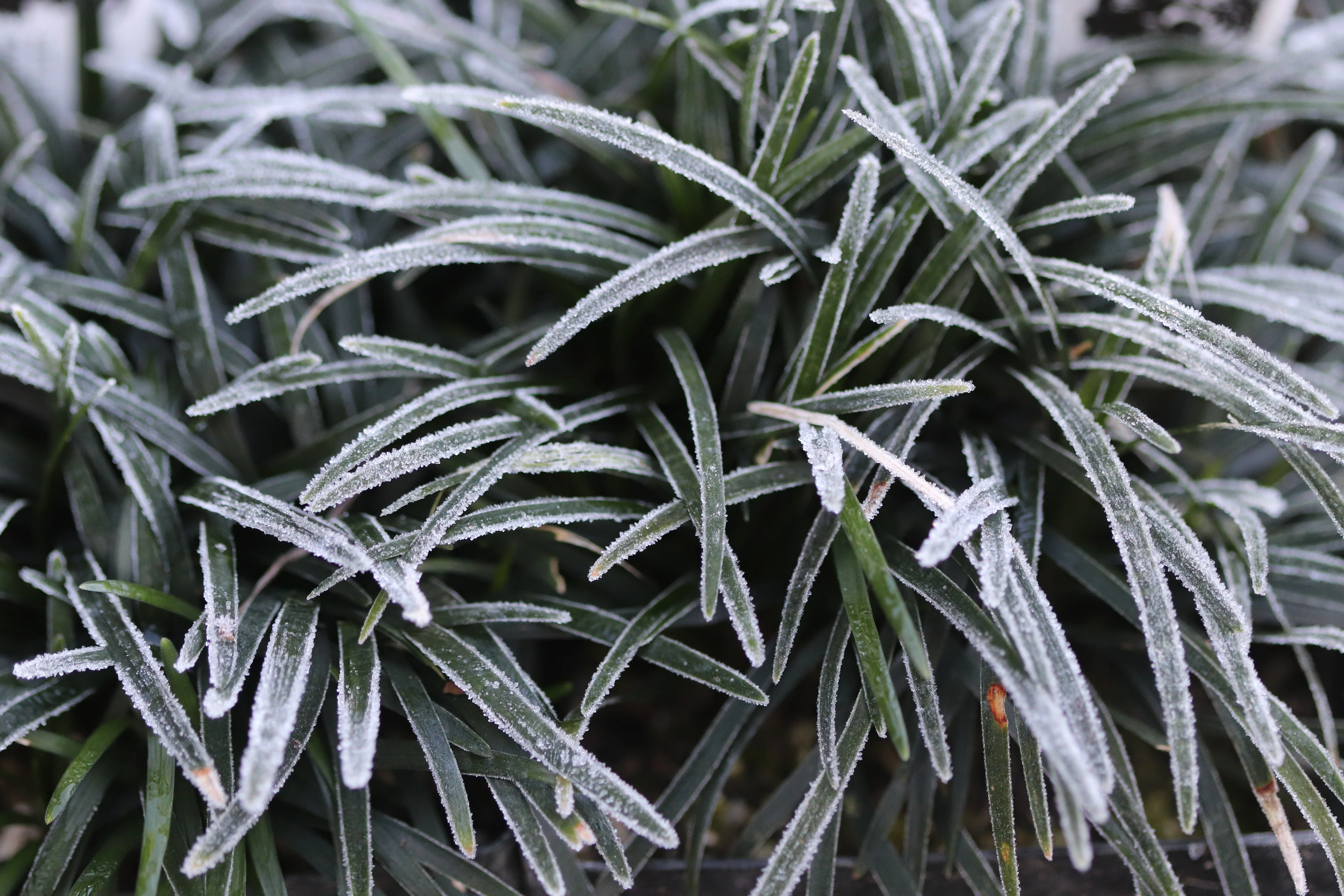 Ophiopogon japonicus var. nana 'Minor' - Image 2
