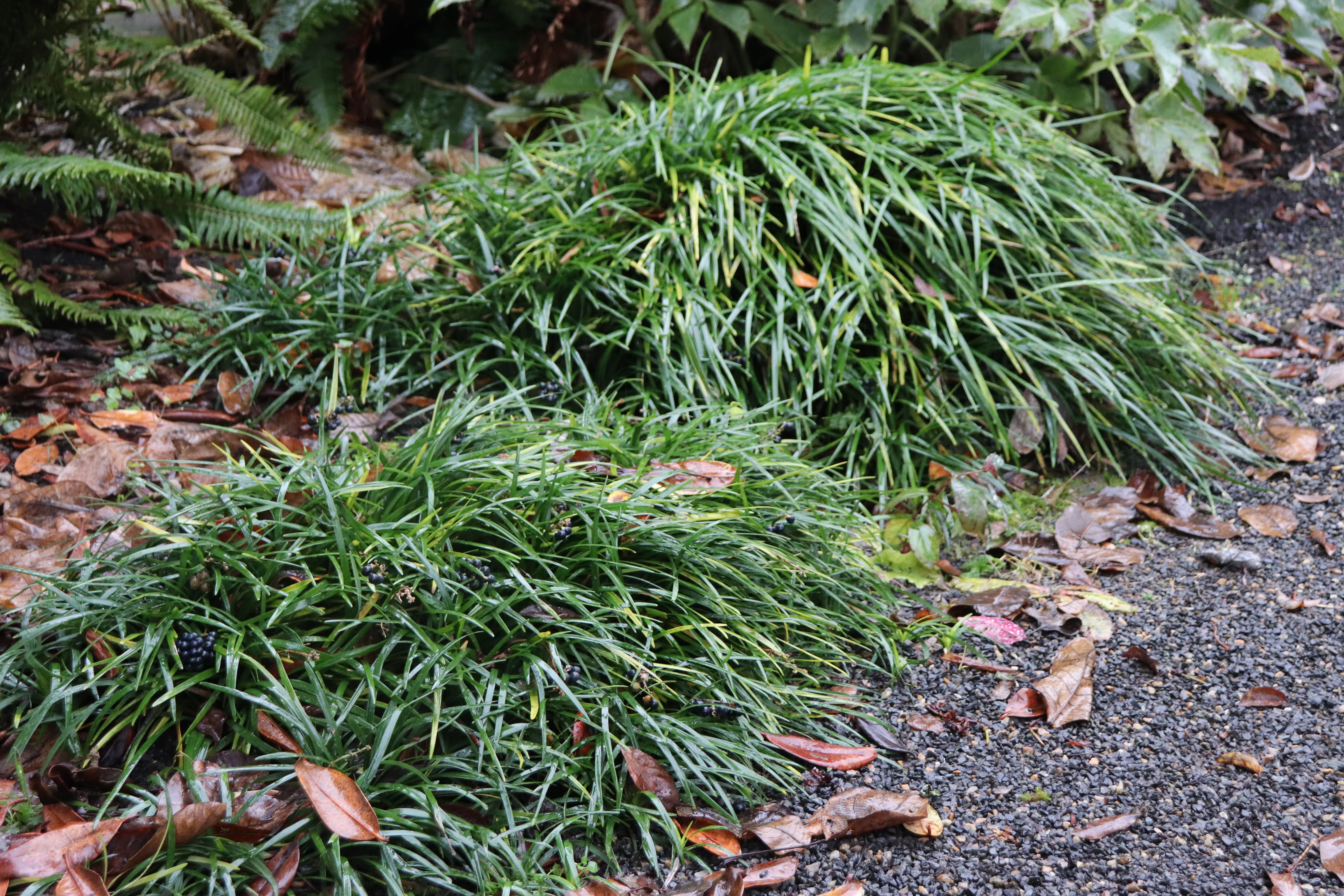 Ophiopogon planiscapus - Image 2